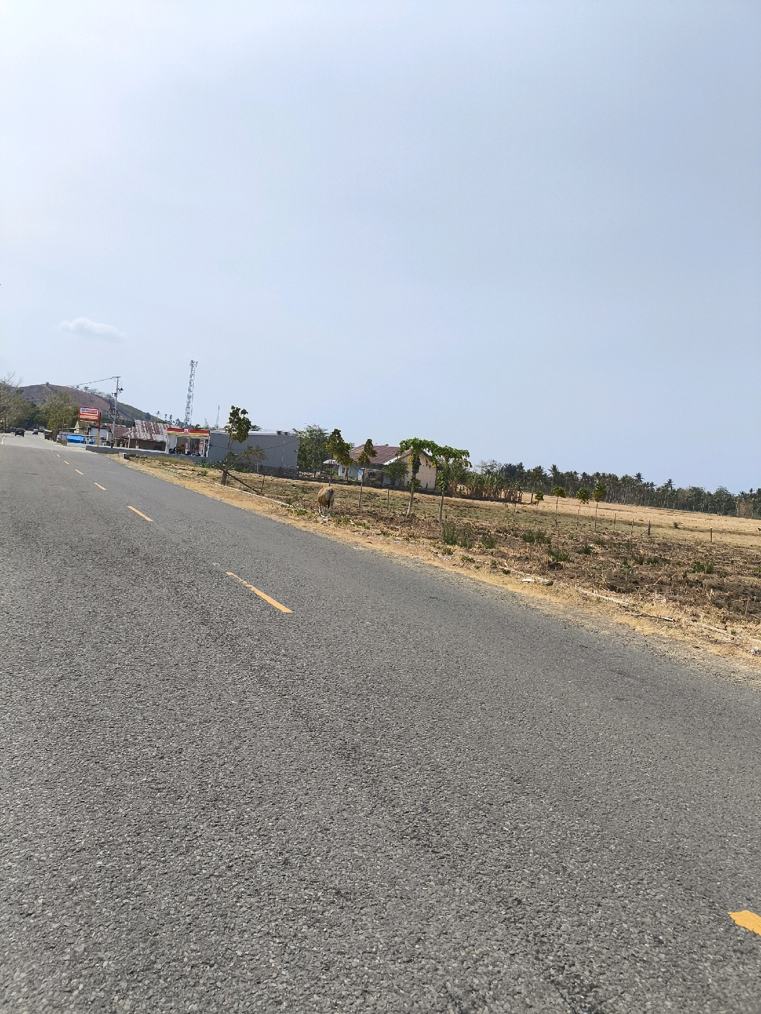 The image depicts a roadside scene in Kwandang, Indonesia. A paved road with yellow lane markings dominates the foreground and extends into the mid-ground. To the right of the road, a dry, grassy field is visible, with some scattered small trees and a wooden fence. In the distance, several buildings, including what appears to be a gas station with a red and white canopy and signage, and other residential structures, are situated. A communication tower stands behind these buildings. Further back, a chain of hills can be seen under a clear, pale blue sky. A lone brown animal, possibly a cow or a goat, is standing in the field to the right of the road, facing away from the camera. A few vehicles are visible on the road in the far distance. The overall impression is a rural or semi-rural landscape under a bright, sunny sky.