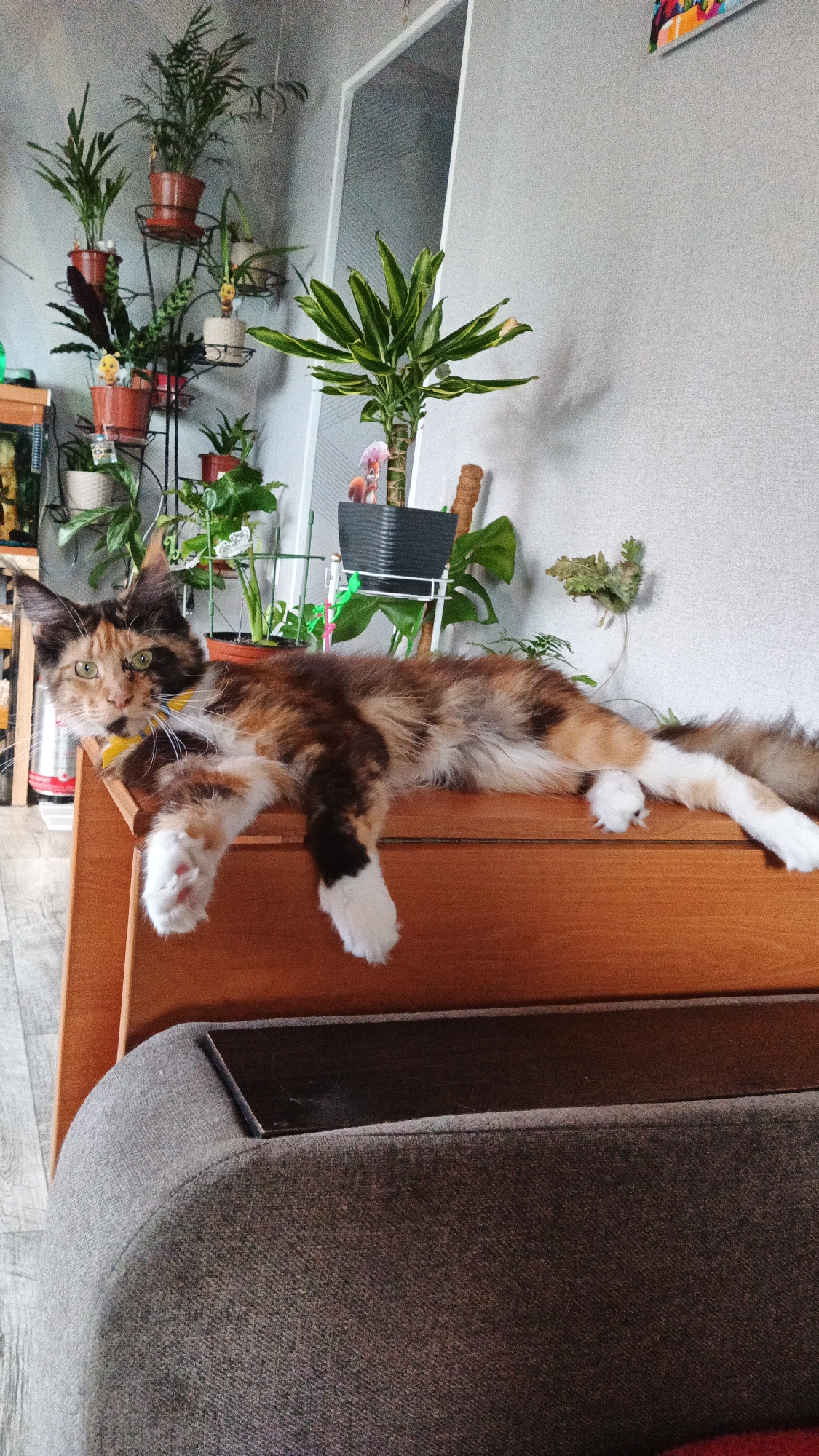 A long-haired, calico cat with green eyes is lying on a wooden surface, with its front paws dangling over the edge. The cat is wearing a yellow ribbon around its neck. Behind the cat, there is a shelf filled with various potted plants, some of which are quite tall and leafy. The wall behind the plants is light gray and textured. To the right of the plants, a tall, slender object, possibly a plant support, is visible. In the foreground, a dark gray upholstered couch or armchair is partially visible. The lighting suggests it is daytime, with diffused light coming from an unseen source. The overall scene appears to be indoors, in a room decorated with plants. The cat looks relaxed, possibly resting or observing its surroundings. There is no visible text in the image.