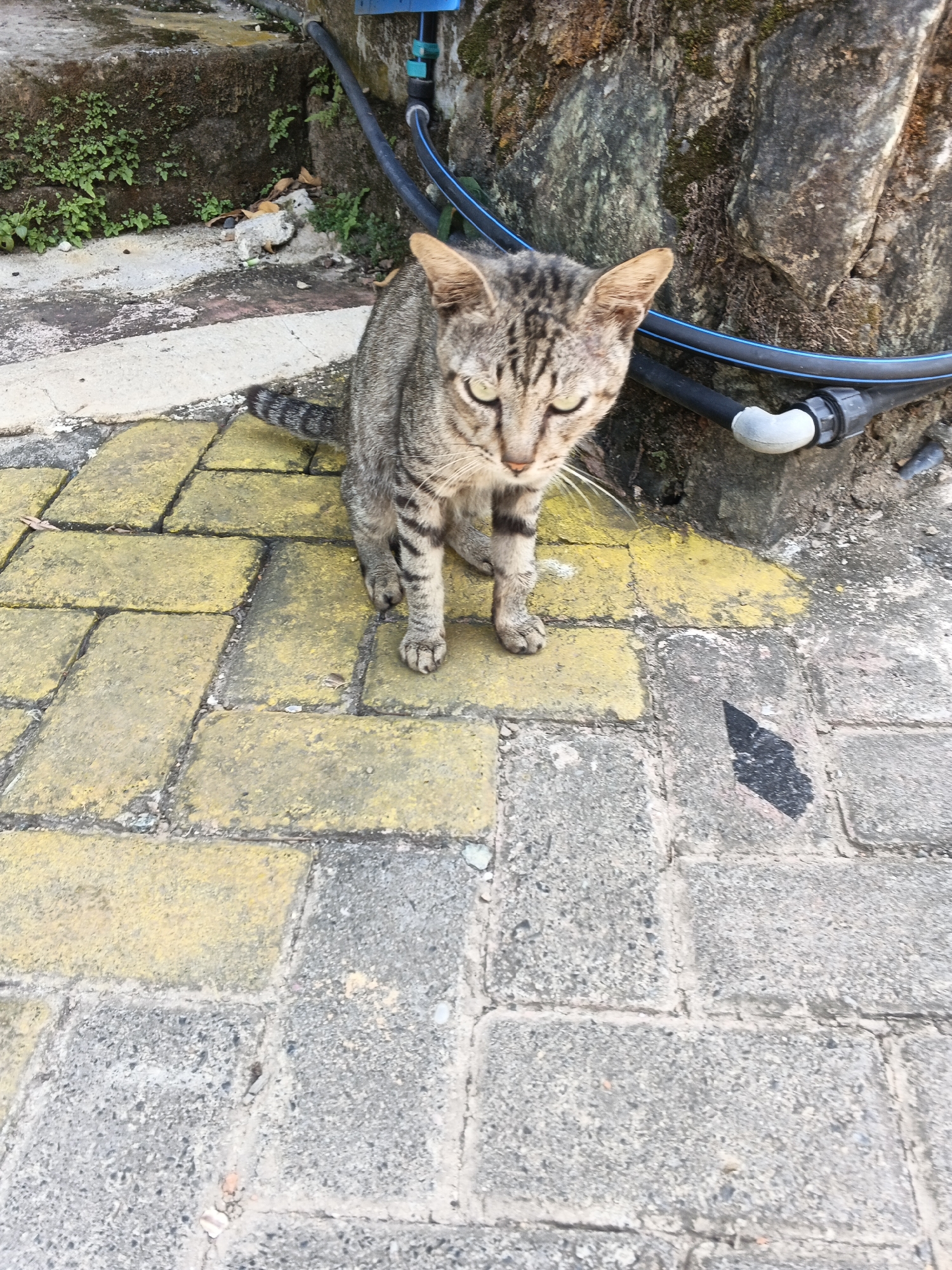 A tabby cat with green eyes and black stripes sits on a textured paving stone surface, with yellow and gray rectangles of stone. The cat faces the camera, with its head tilted and its ears pointed forward. Behind the cat, a rough stone wall is visible, with green moss and plants growing on its surface. A black and blue hose snakes across the wall and ground.