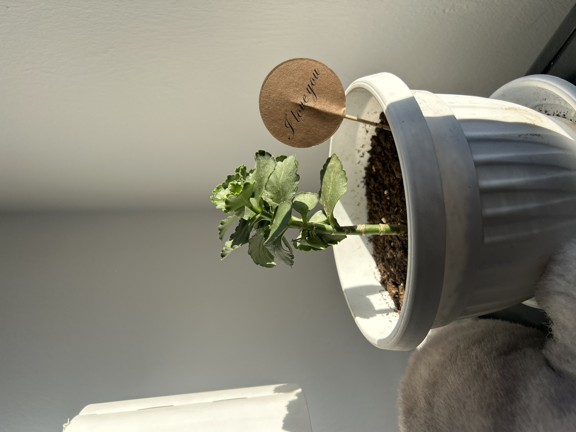 A potted plant sits on a white surface. The plant has green leaves and a small brown sign that reads "I love you" stuck into the soil. The pot is white and ribbed. The surface appears to be a window sill, with a white object visible in the lower left. The plant is situated in a room with white walls. The bottom right of the image shows a light grey fluffy surface. The location and city are not known.