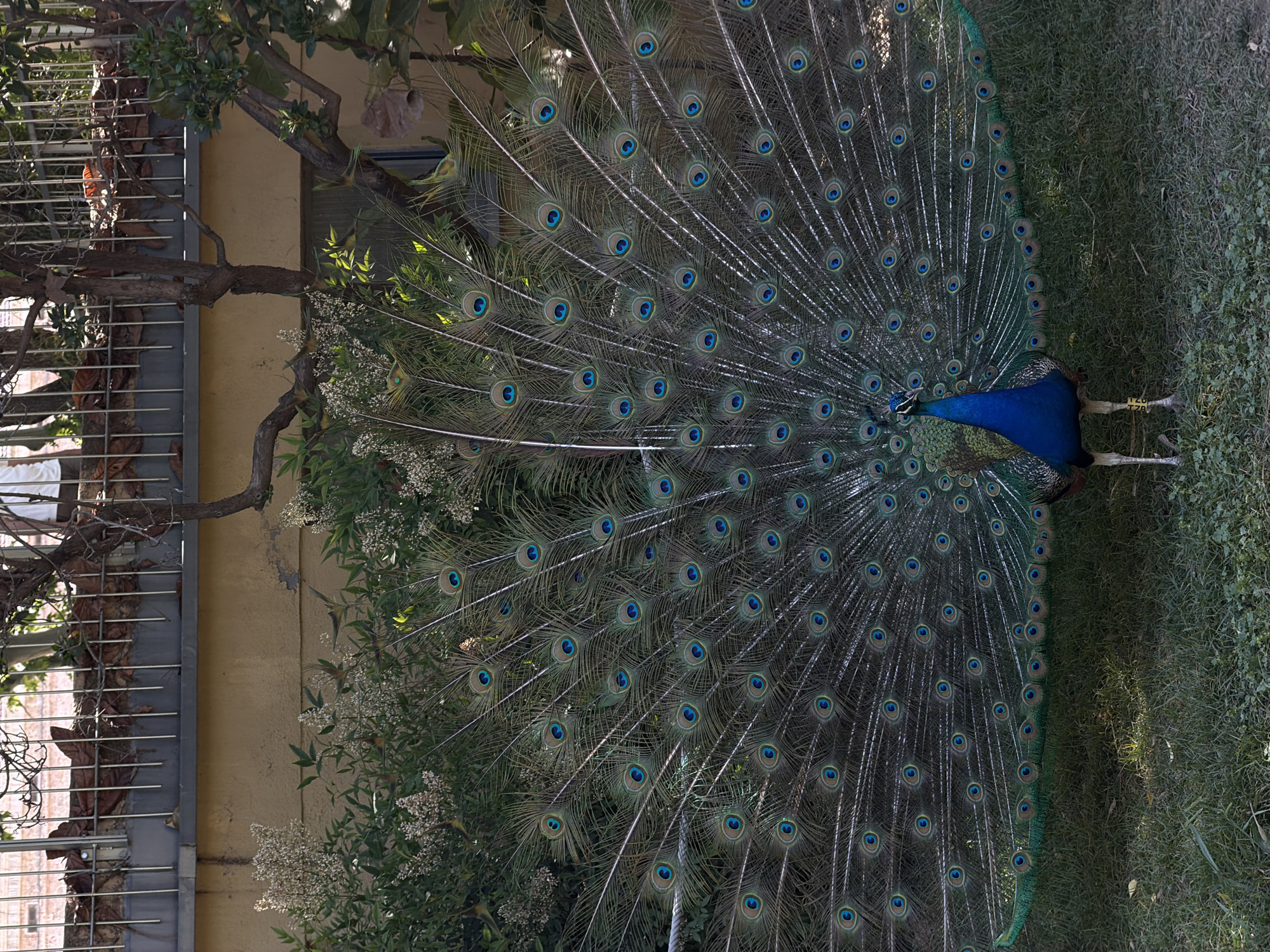 The image features a peacock displaying its full plumage. The peacock is standing on grass and there's a building nearby with a tree adjacent to it. While the prompt asks for the location in Barcelona, Spain, there is no inherent information in the picture that suggests this location. Therefore, it is not possible to confirm its location.