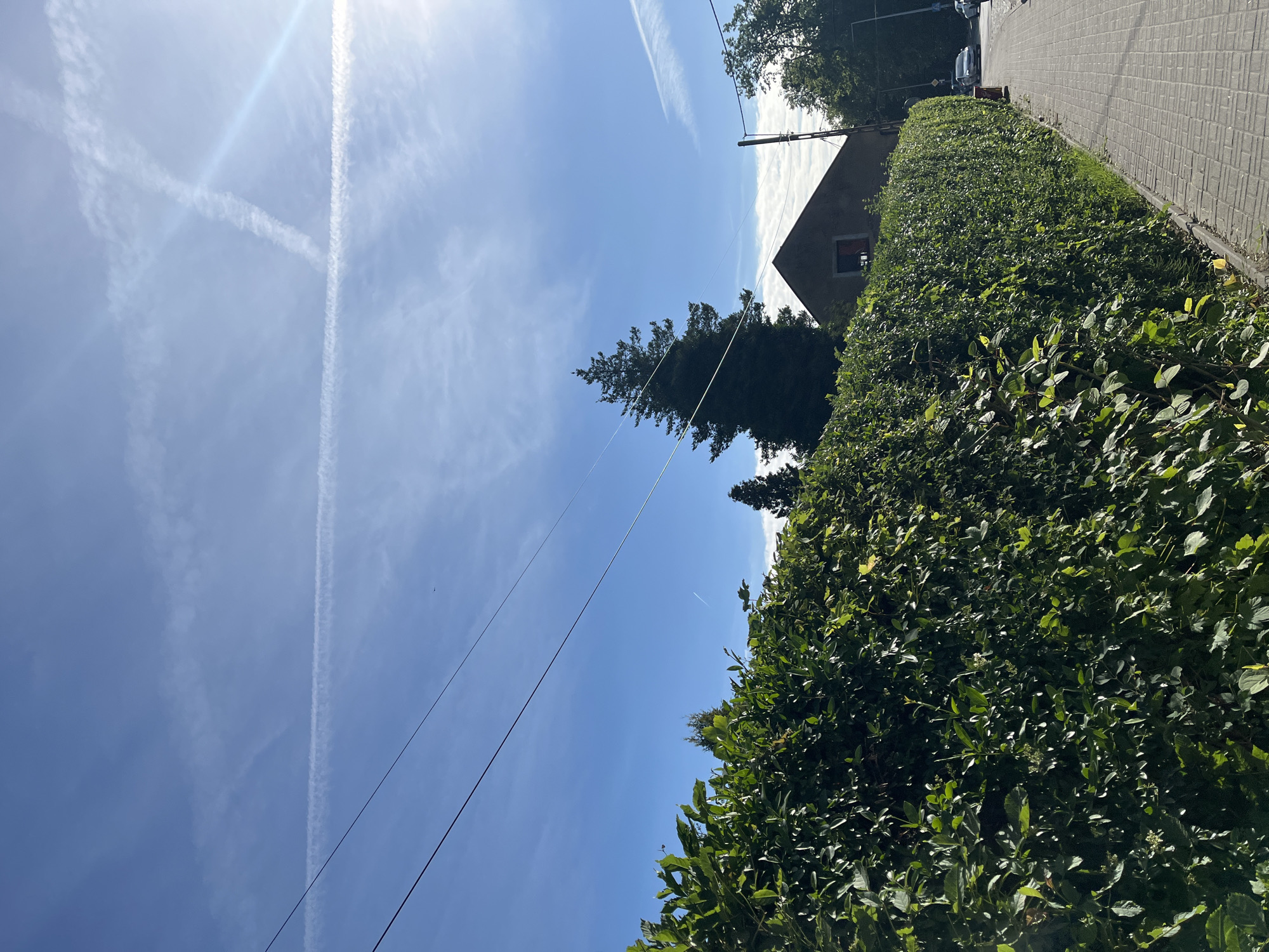 Here is a detailed description of the image:
**Scene:** A sunlit outdoor scene, likely a residential area. The view is dominated by a vibrant green hedge on the right side of the frame, and a clear blue sky above.
**Objects:**
* **Hedge:** A thick, well-maintained hedge fills a significant portion of the right side of the image.
* **Sidewalk:** A paved sidewalk is visible adjacent to the hedge.
* **Sky:** A clear blue sky occupies the upper portion of the image.
* **Contrails:** There are prominent contrails in the sky, intersecting to form an "X" shape.
* **Trees:** Some trees are visible behind the hedge.
* **Building:** Part of a building is visible behind the hedge.
* **Power lines:** Overhead power lines are present, traversing the sky.
**Environment:** The environment suggests a suburban or residential setting. The weather appears sunny and clear.
**Location:** Likely a city street with well-maintained greenery.