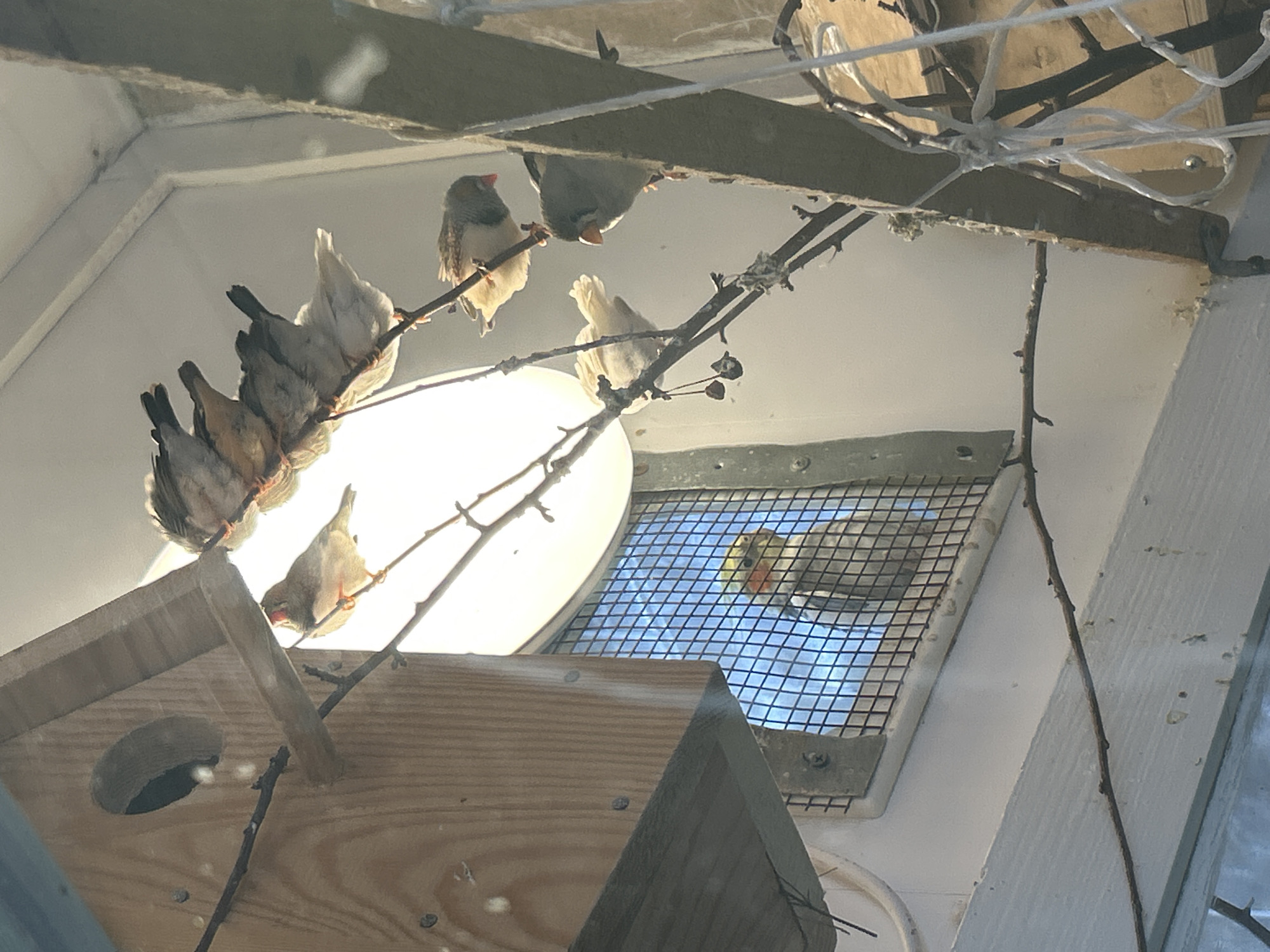 The image shows a group of zebra finches perched inside an enclosure, likely a large birdcage or aviary. There are at least eight finches visible, clustered together on branches and around a wooden birdhouse with a circular entrance. One finch is near a metal grate covered vent. The enclosure appears to be indoors, as indicated by the artificial lighting and constructed ceiling. The location is Chaikovsky, Russia.