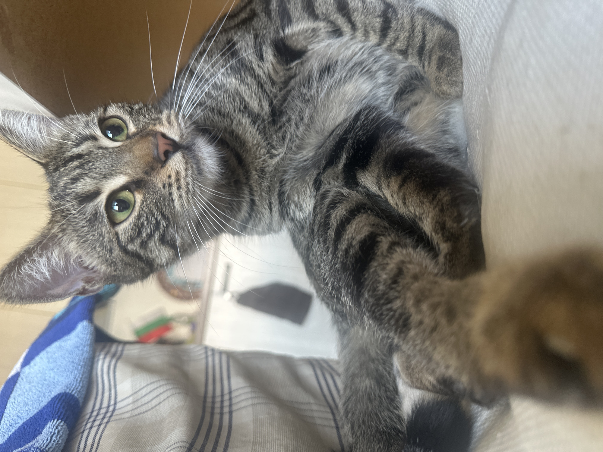 A tabby cat is sitting on a textured, light-colored surface. The cat is facing to the right, with its head slightly turned towards the viewer. It has green eyes, a pink nose, and prominent white whiskers. The cat's fur is a mix of gray and black stripes. To the left of the cat, a folded blue and white striped towel or blanket is visible. In the blurred background, there appears to be a kitchen or utility area with some items on a counter or shelf, including what looks like a dark cloth hanging on a wall. The overall lighting suggests an indoor environment. There is no indication of the location being in Sofia, Bulgaria.