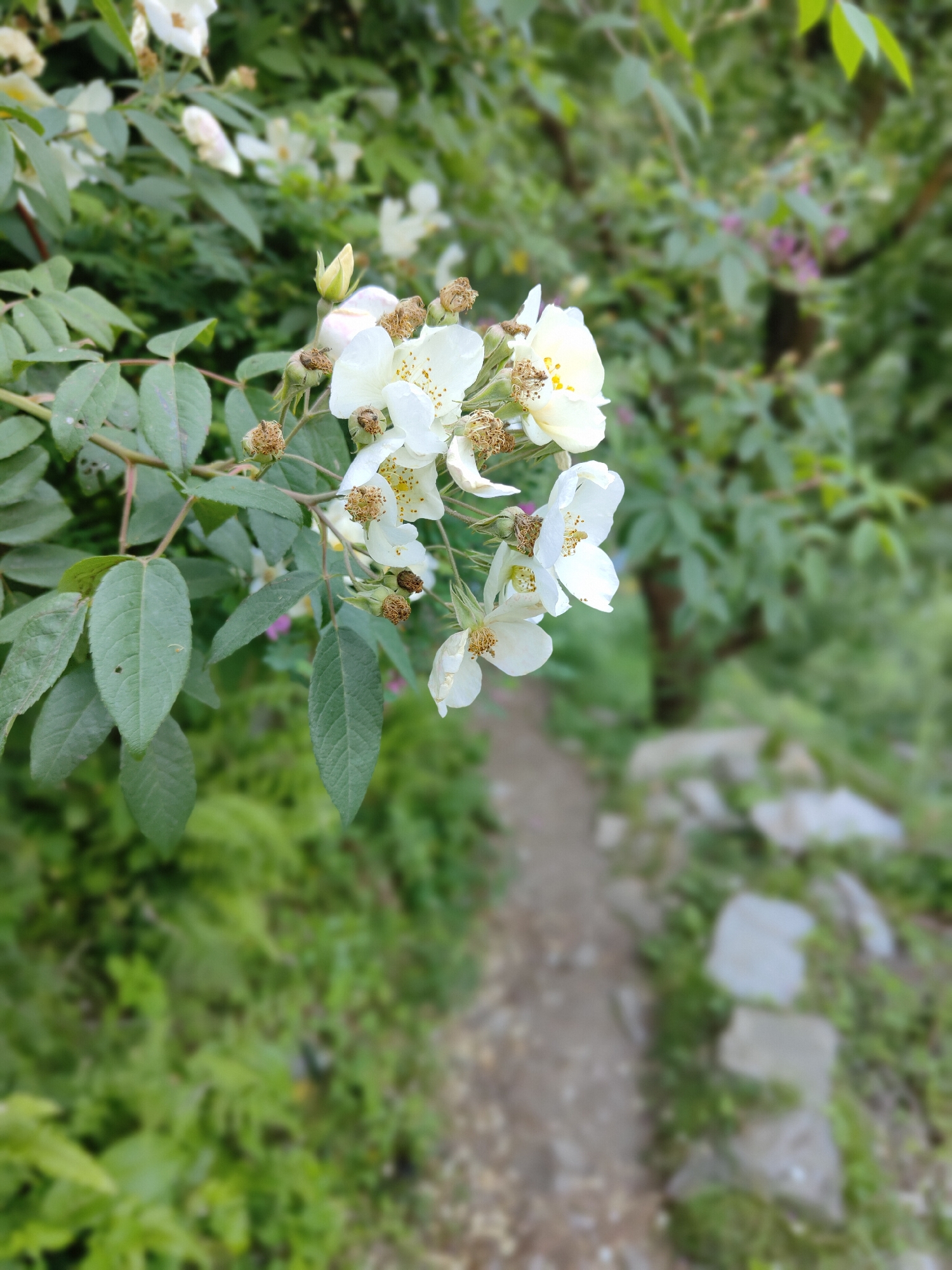 A close-up, eye-level shot focuses on a cluster of delicate white flowers with yellow stamen on a green branch. Some of the flowers are in full bloom, while others are buds or have withered seed pods. The branch extends from the left side of the frame, with several green leaves visible. In the background, a blurred path made of gravel and stones winds through lush green foliage and trees. The setting appears to be a natural, outdoor environment, likely in Vashisht, India, given the context.