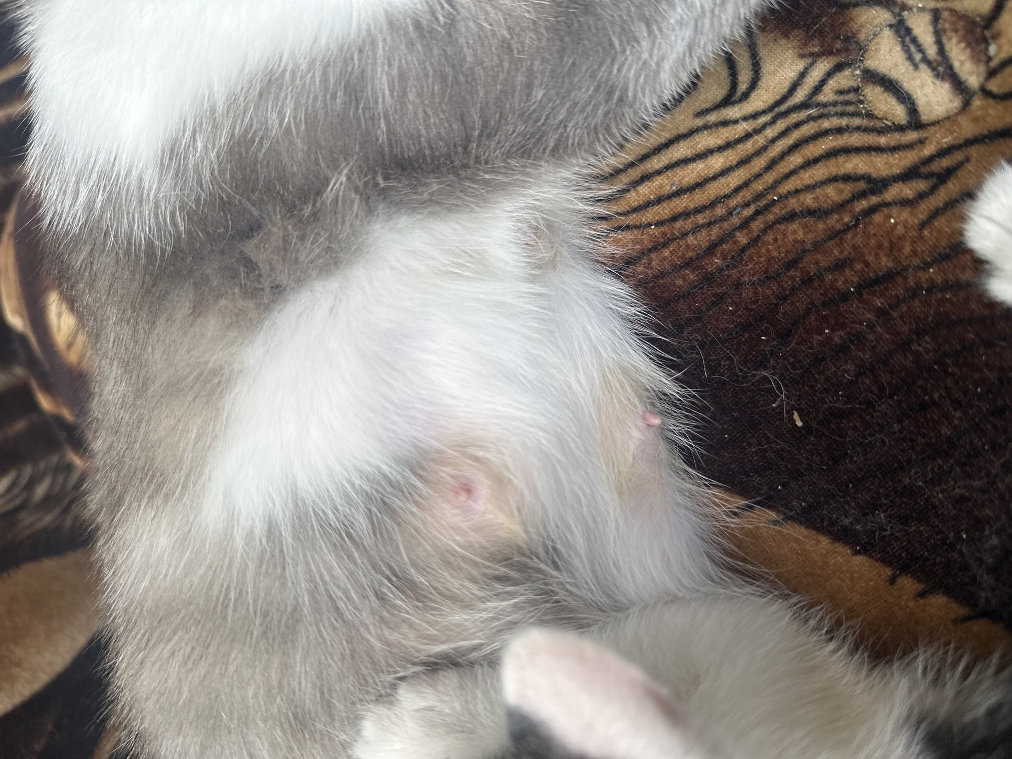 The image is a close-up, overhead shot of a cat's belly. The cat has grey and white fur. The belly area is mostly white with some grey markings. There are two small, pink teats visible on the belly. One teat is in the upper left quadrant of the image, and the other is in the lower right quadrant. The cat is lying on a surface with a brown and black tiger-striped pattern. The background is out of focus.