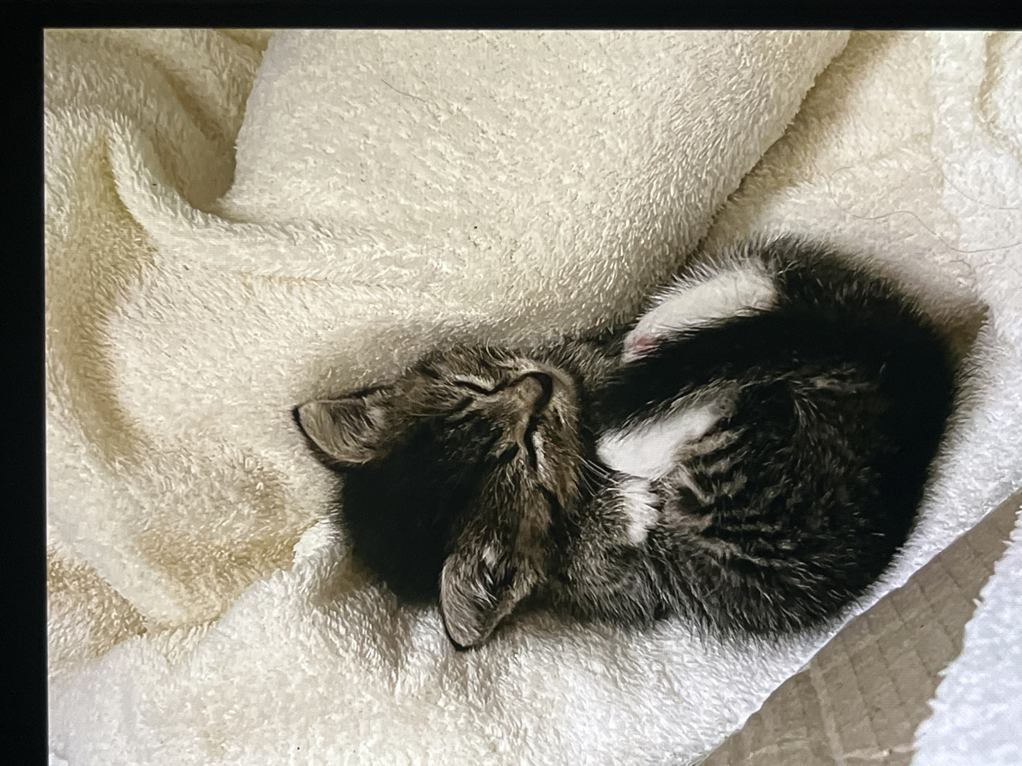A small, tabby kitten is curled up asleep on a soft, white, terrycloth blanket. The kitten has dark stripes and white markings. The blanket is wrinkled and appears to be clean. There is no indication of the location being Khimki, Russia.