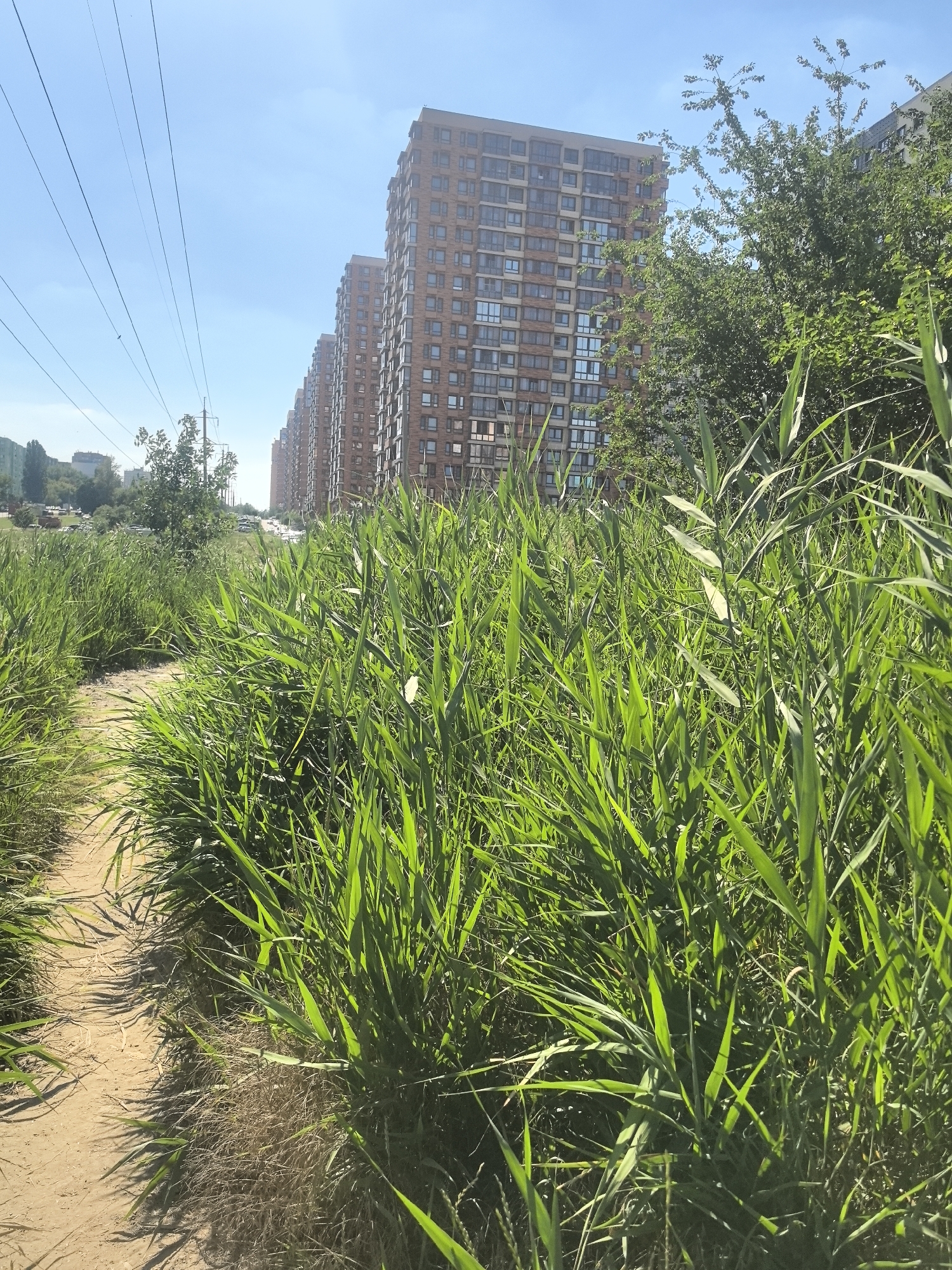 A dirt path winds through tall green grass on a sunny day. In the background, a row of identical tall, brick apartment buildings stretches into the distance, under a clear blue sky with power lines overhead. The buildings appear to be part of a modern residential complex. The environment is urban, with signs of recent development, likely in the city of Verkhnetemernitsky, Russia, given the context. There are no people visible in the image. The scene depicts a natural area adjacent to urban infrastructure.
