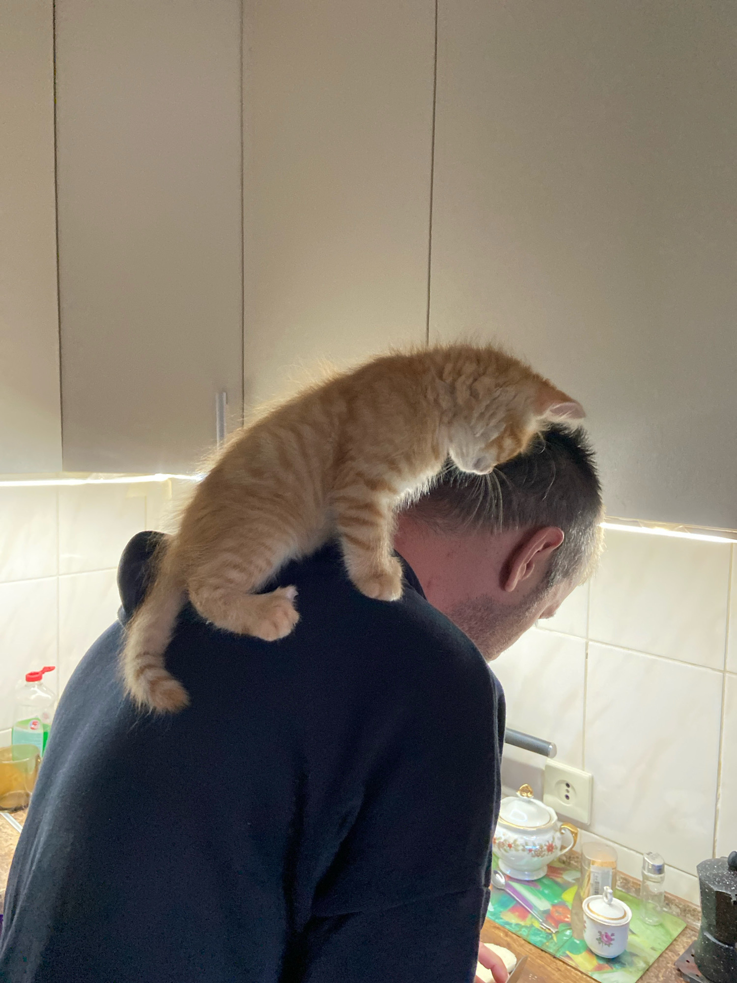 An orange tabby kitten is perched on the shoulders of a person wearing a dark blue hooded sweatshirt. The person's head is turned to the right, with their face not fully visible. The kitten is looking down. The background appears to be a kitchen, with beige cabinets above and a tiled backsplash. On the counter are various objects, including a bottle of dish soap, a glass, a sugar bowl, a small lidded pot with a floral design, a salt shaker, and what looks like a coffee maker.