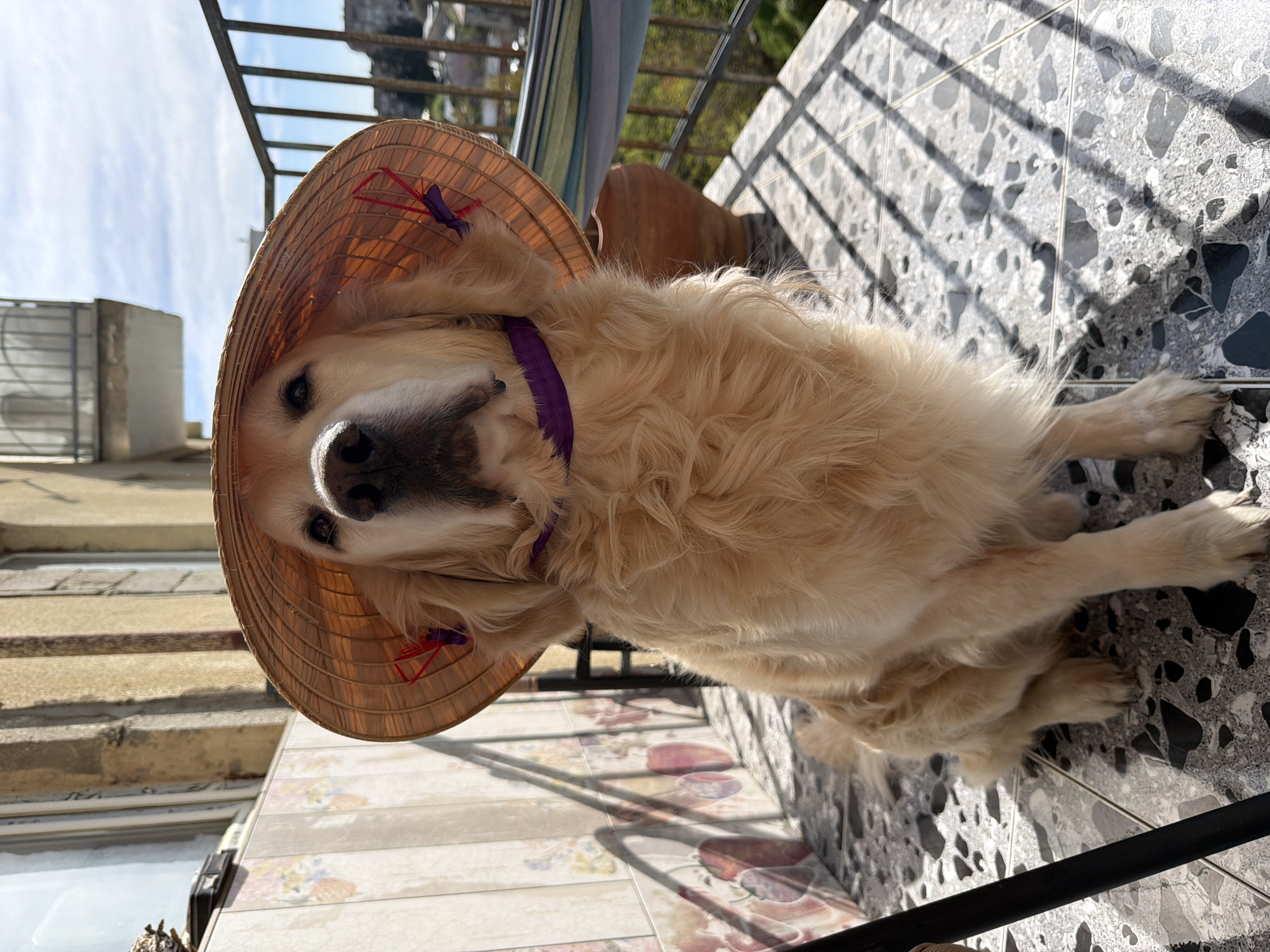 A golden retriever wears a conical Asian hat and purple collar while lying on a tiled surface in Tbilisi, Georgia. The dog is positioned towards the left side of the image, with its head on the left and body extending to the right. The tile pattern on the ground is a mix of gray and white with dark spots and linear shadows. A set of stairs and a balcony railing are visible in the background on the left side of the image. The hat is woven with red and purple embellishments.