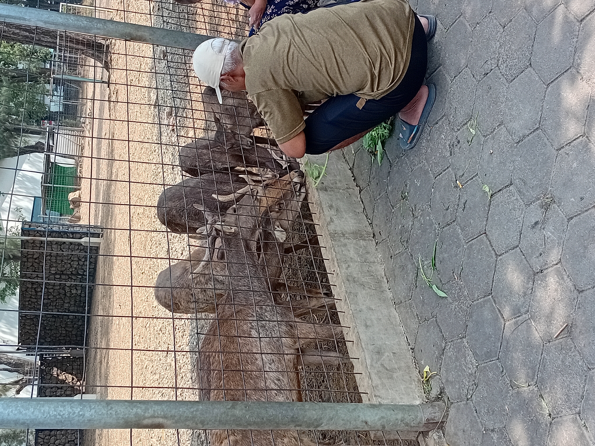 In Gebog, Indonesia, a man wearing a tan t-shirt, dark pants, and a white baseball cap is crouching near a fenced enclosure housing several deer. He is holding out some leafy green vegetation, which a few of the deer are reaching for to eat. The enclosure is made of metal fencing and has a concrete base. The ground outside the enclosure is paved with hexagonal grey stones. In the background, trees and some buildings are visible. A portion of another person's leg and patterned fabric is visible on the right side of the image. The scene appears to be a zoo or wildlife park.