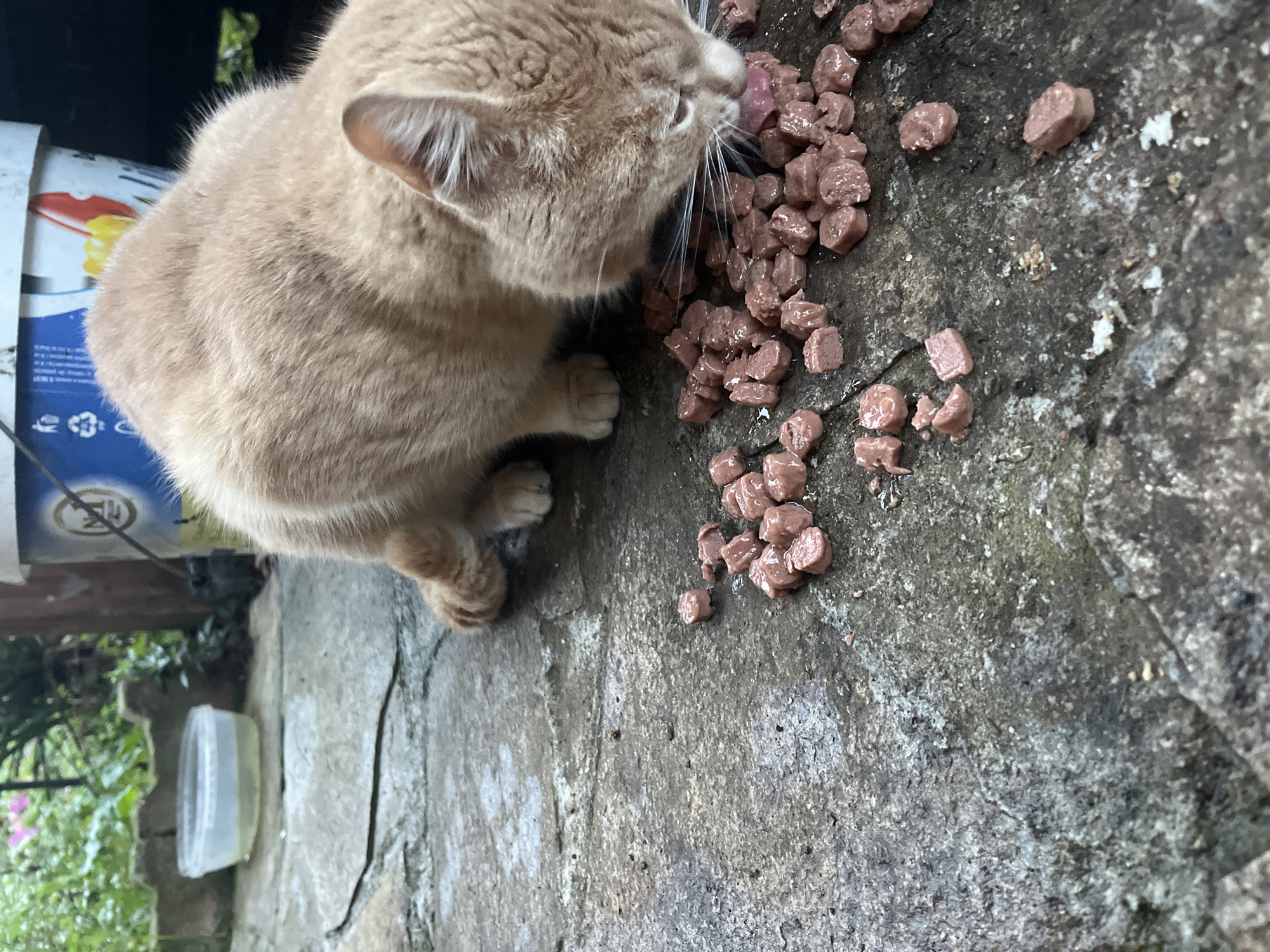 A light orange cat is eating wet cat food from a rough, gray concrete surface. The cat is crouched down, with its head and face directed toward the food. The cat's tongue is extended as it eats. There are numerous small, brown, cube-shaped pieces of wet cat food scattered around the cat's face. To the left of the cat, there is a partially visible white bucket with blue and other colored designs on it. A clear plastic container is also visible next to the bucket. In the background, greenery is visible. The location is identified as Varshilo, Bulgaria.