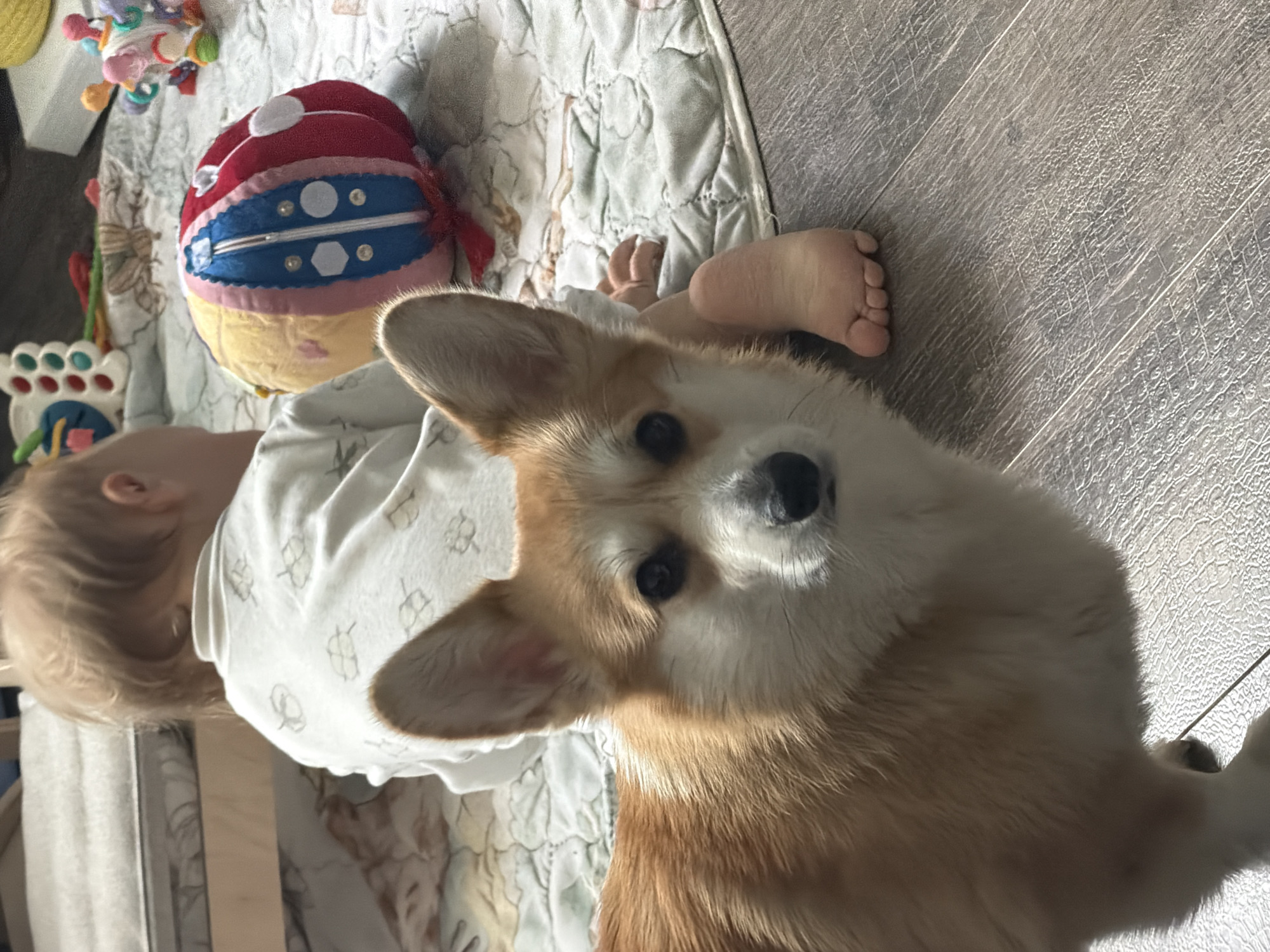 In Chaikovsky, Russia, a corgi puppy sits on a wooden floor next to a baby lying on a patterned blanket. The baby, with blond hair and wearing a white onesie with a clover pattern, is partially obscured by the puppy and a colorful toy ball. The corgi, with its characteristic tan and white coloring and large ears, looks directly at the camera with an alert expression. The scene appears to be indoors, with natural light suggesting it might be daytime. The wooden floor and a quilted blanket indicate a home environment. The puppy and baby seem to be sharing the same space, perhaps during playtime or a nap. The overall mood is peaceful and domestic.