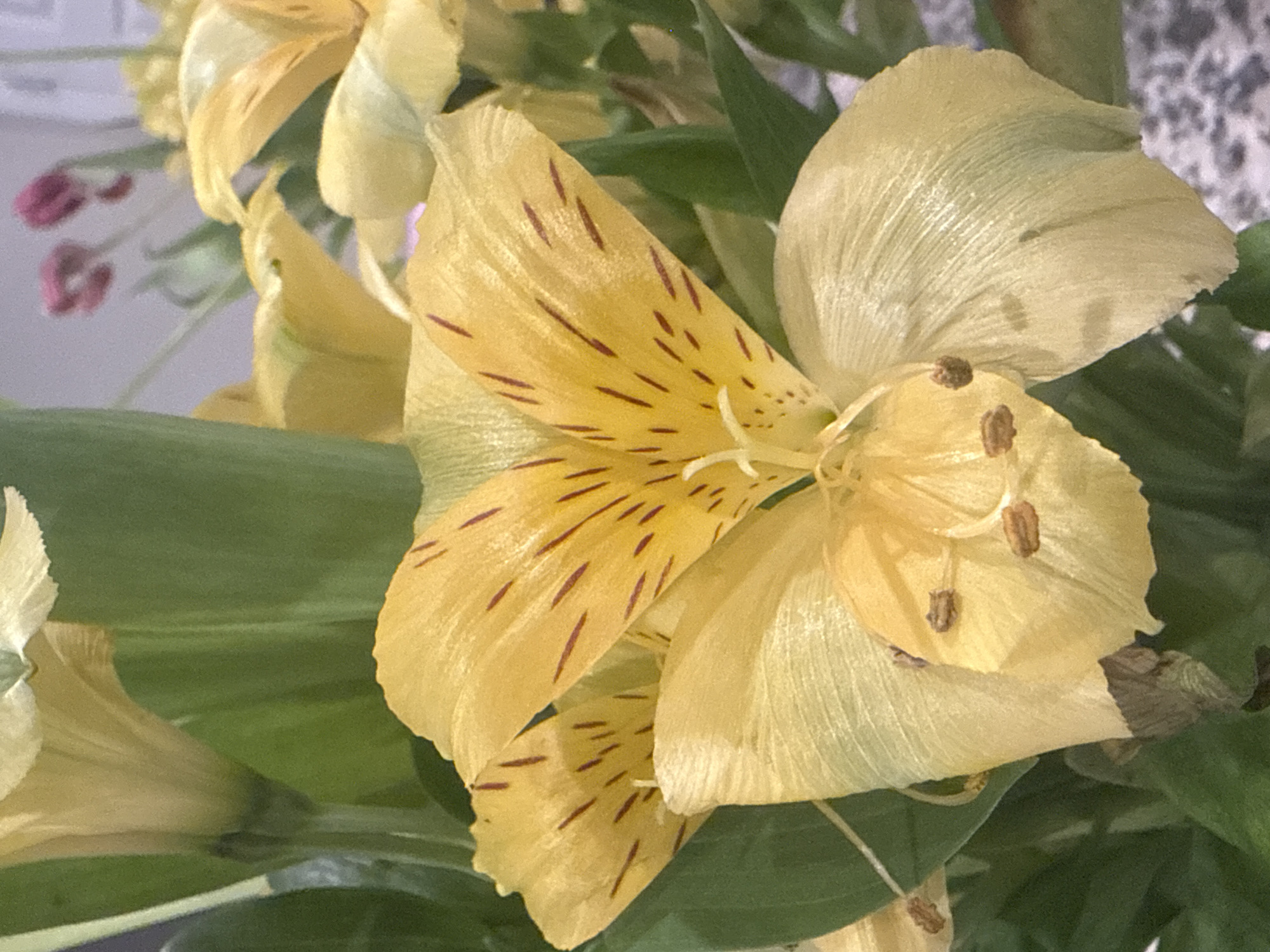 A close-up, vertical, eye-level shot captures a bouquet of yellow flowers, possibly alstroemerias, with striking dark red stripes on their petals. The flowers are vibrant, with delicate stamens and pistils visible in the center of one bloom. Green leaves and stems form a lush backdrop, creating a natural, soft-focus environment. The overall impression is one of natural beauty and botanical detail, with the subtle textures and patterns of the petals being a key focal point. The image appears to be a photograph taken indoors or in a shaded outdoor setting, given the diffused lighting and shallow depth of field. No specific location in North Las Vegas, United States of America, can be determined from the visual information provided.