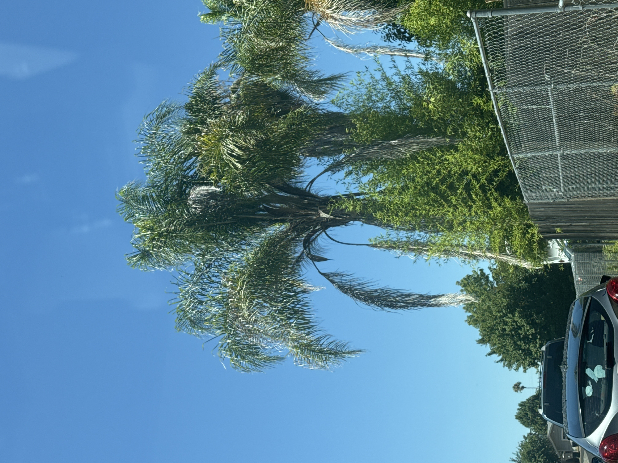 In Citrus Heights, USA, a clear blue sky forms the backdrop for several tall palm trees, some with fronds reaching downward. Dense green foliage, possibly bamboo and other trees, are visible beneath the palm trees. A chain-link fence with wooden posts runs along the right side of the image, separating the foreground from the background. In the lower left corner, the rear of a silver car is visible, parked behind a wooden fence. The overall scene suggests a residential or street view with ample vegetation.