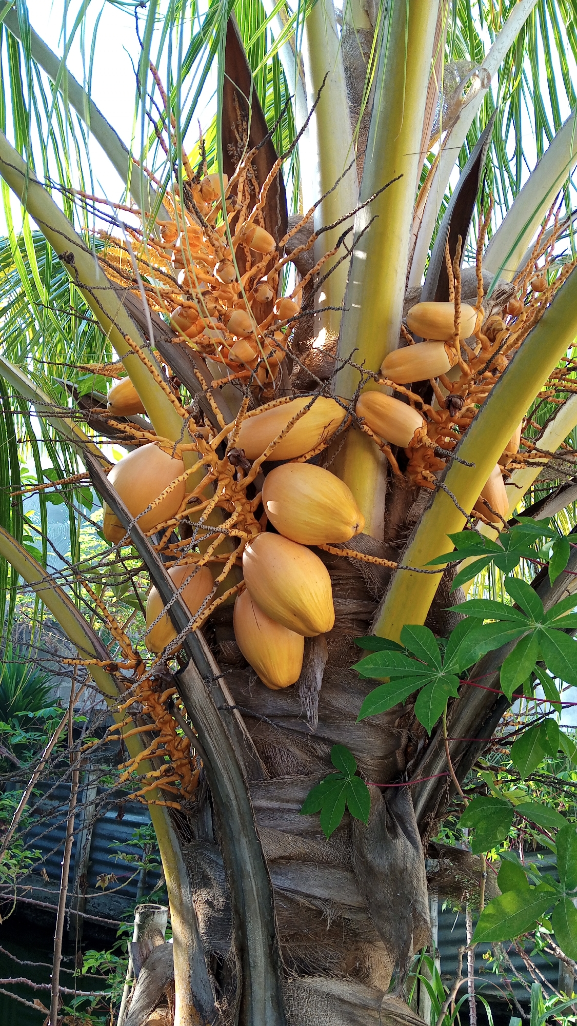 A close-up, low-angle, vertical outdoor shot shows a mature coconut palm tree with a cluster of bright orange coconuts hanging from its trunk. The coconuts are clustered together on thin, wiry branches. The palm's trunk is textured with rough bark, and its fronds are visible in the background, creating a pattern of light and shadow. Several green leaves from another plant are visible in the lower right portion of the image. The scene appears to be a tropical or subtropical environment, possibly located in Cotgapu, Indonesia, given the presence of coconut palms. The lighting suggests daytime, with sunlight illuminating the coconuts and casting some shadows. There are no people or animals present in the image. The overall impression is one of abundance and natural growth.