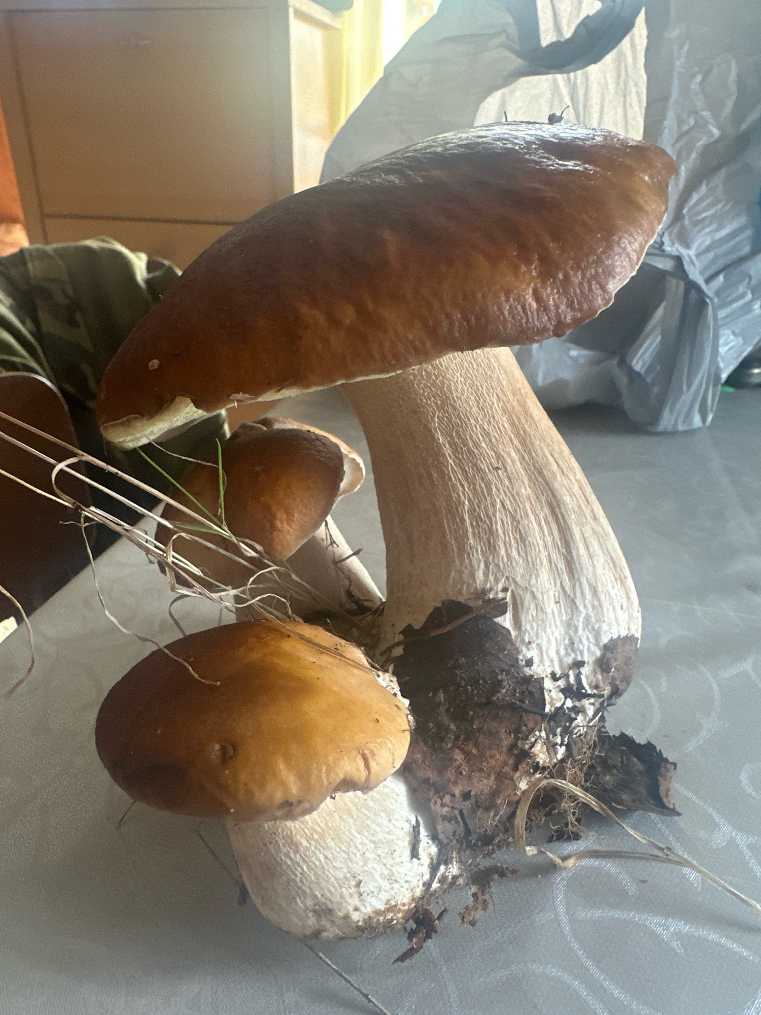 The image shows a close-up of several porcini mushrooms on a light-colored tablecloth. The largest mushroom is in the center, with a wide, brown cap and a thick, white stem. Two smaller mushrooms are positioned in front and to the left of the larger one. The mushrooms appear to be fresh, with some dirt and plant debris still attached to their stems. In the background, a crumpled white plastic bag and part of a piece of furniture are visible. The lighting suggests an indoor setting, possibly a home or a market stall. The location is specified as Хацюхоўскі сельскі Савет, Belarus. There are no people or animals depicted in the image.