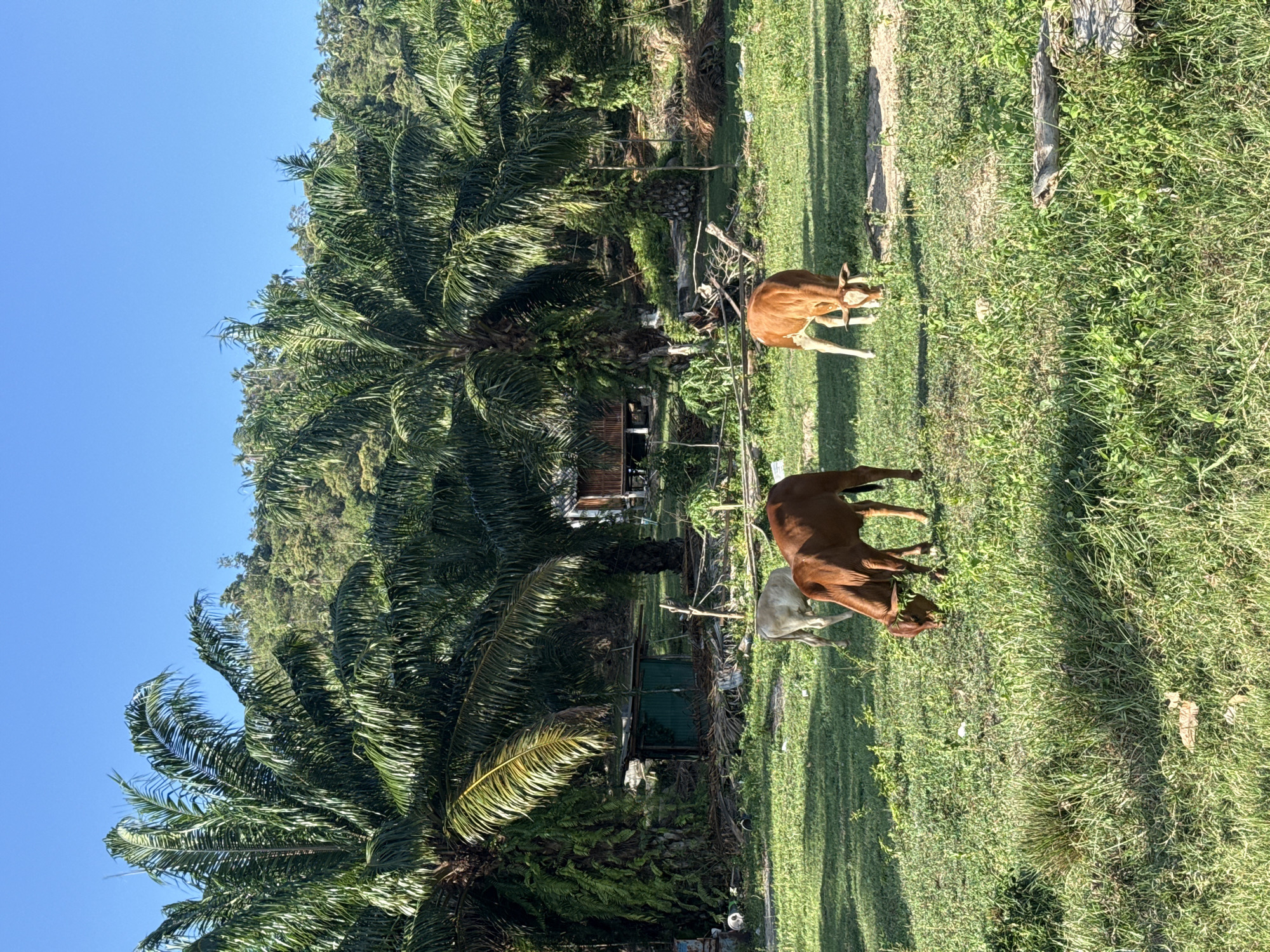 In a rural area of Ko Samui District, Thailand, three cows graze in a grassy field. Two of the cows are brown, and one is white. They are in the middle of the frame, with palm trees and a lush green hillside in the background. The sky is clear and blue. There are also some wooden structures and debris scattered around the field. The scene appears to be a natural, undeveloped area.
