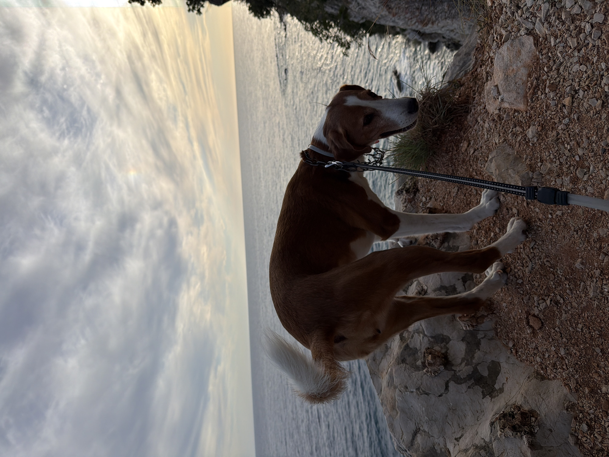 An adult medium-sized dog with brown and white fur stands on a rocky cliff overlooking the Adriatic Sea. The dog is leashed and appears to be sniffing the ground. The sky is cloudy with hints of sunset colors. The location is Mirište, Montenegro.