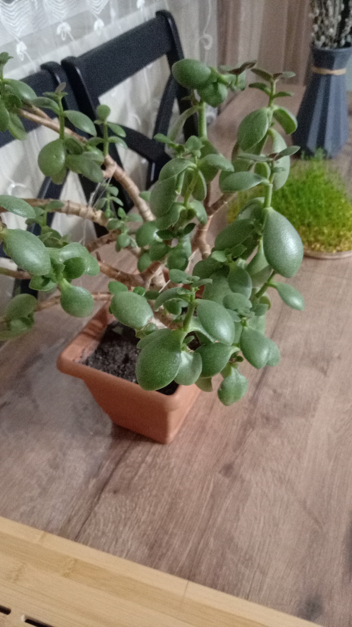 A medium close-up shot of a jade plant in a terracotta pot on a wooden surface. The plant has thick, green, oval-shaped leaves and brown stems. Behind the plant are two black chairs and a white curtain. In the background, there's a small patch of green grass and a vase with dried flowers. The wooden surface appears to be a tabletop or a countertop. The photograph seems to be taken indoors with natural light. Although the image was said to be in Yerevan, Armenia, there is nothing specific in the image to confirm the location.