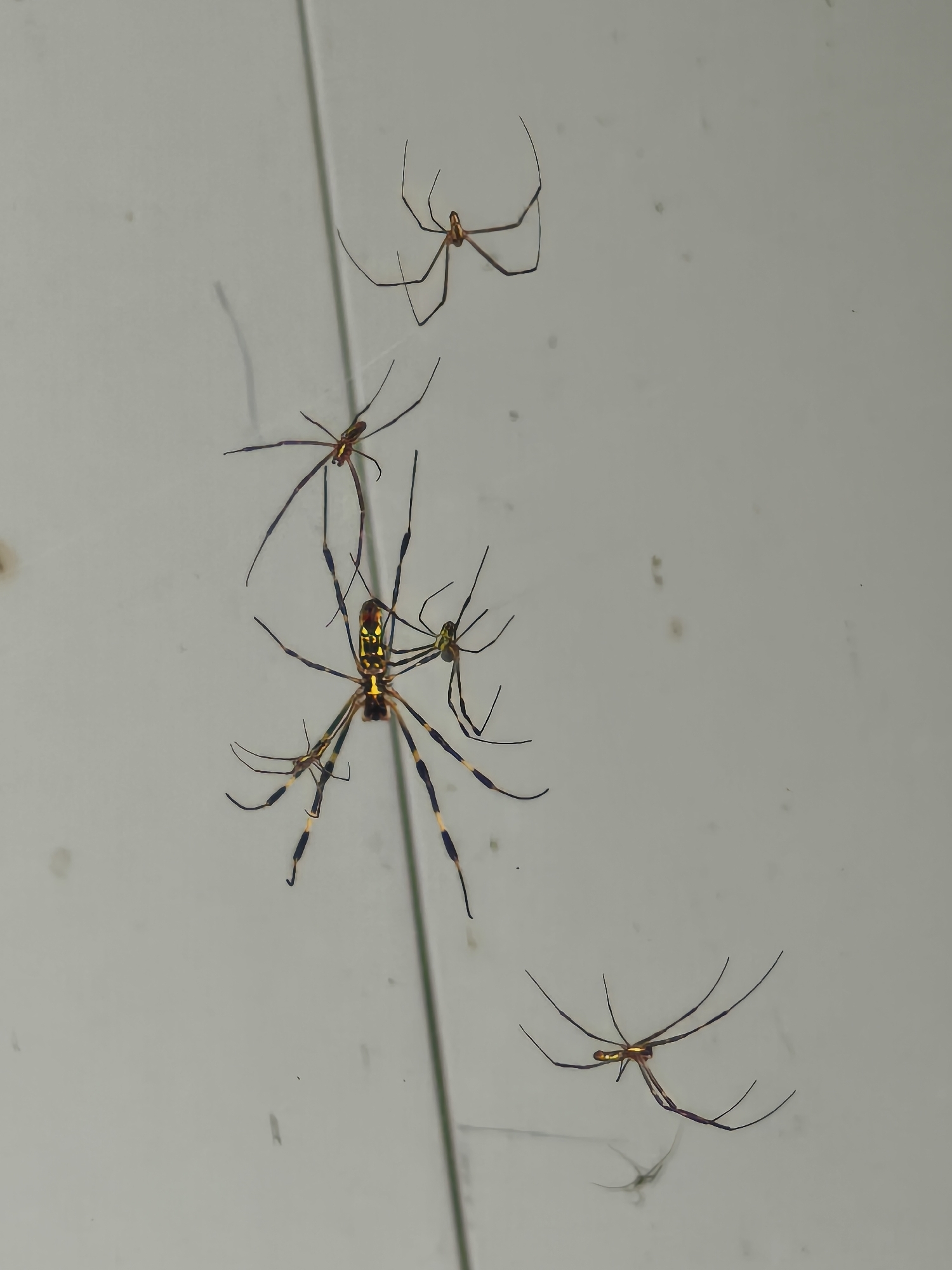 This image shows five spiders on a light-colored, textured surface, likely a wall or ceiling, with a faint vertical line running through the center of the frame. The spiders appear to be of the same species, characterized by their long, slender legs and segmented bodies with distinct markings of yellow and dark brown. One larger spider is prominently positioned in the lower center, with four smaller spiders scattered around it. The overall environment is sterile and uncluttered, with no other objects or living beings visible. The lighting suggests an indoor setting. The image does not contain any information to indicate its location in Asan-si, South Korea.