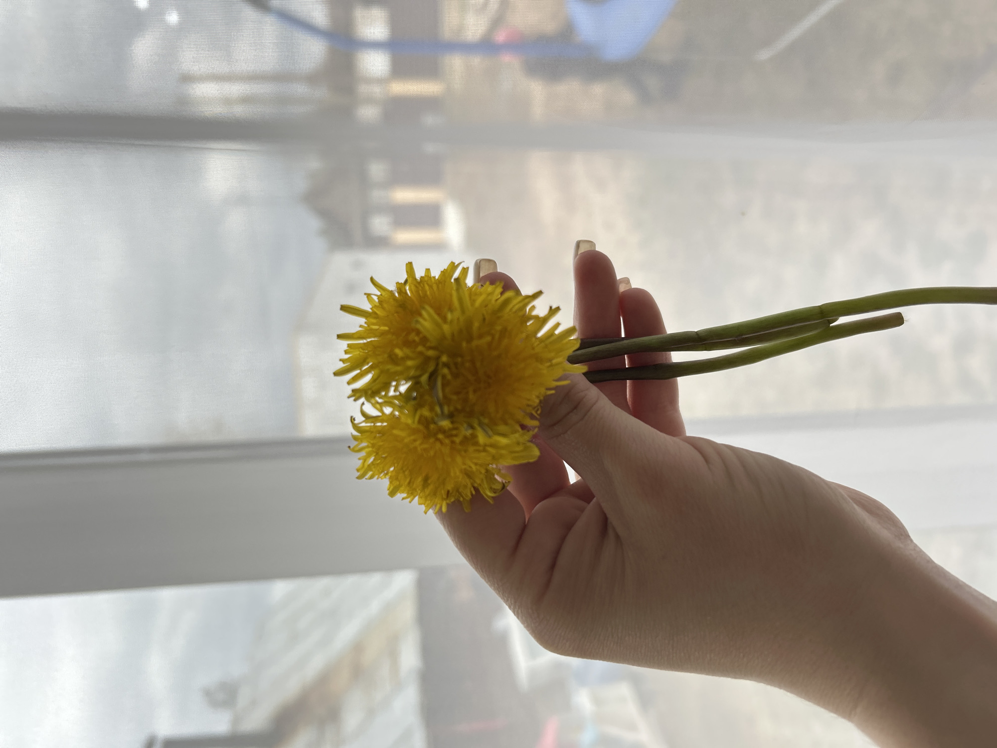 A hand holds two dandelions against a backdrop of a sheer, patterned curtain in front of a window. The background, viewed through the curtain, depicts an outdoor scene possibly in Chaikovsky, Russia, showcasing what appear to be buildings or houses with roofs and a snowy or overcast sky. The hand is positioned in the foreground, holding the stems of the dandelions between the fingers. The dandelions are bright yellow and in full bloom. The nails on the fingers of the hand are long and manicured. The overall setting suggests an indoor scene looking outward.