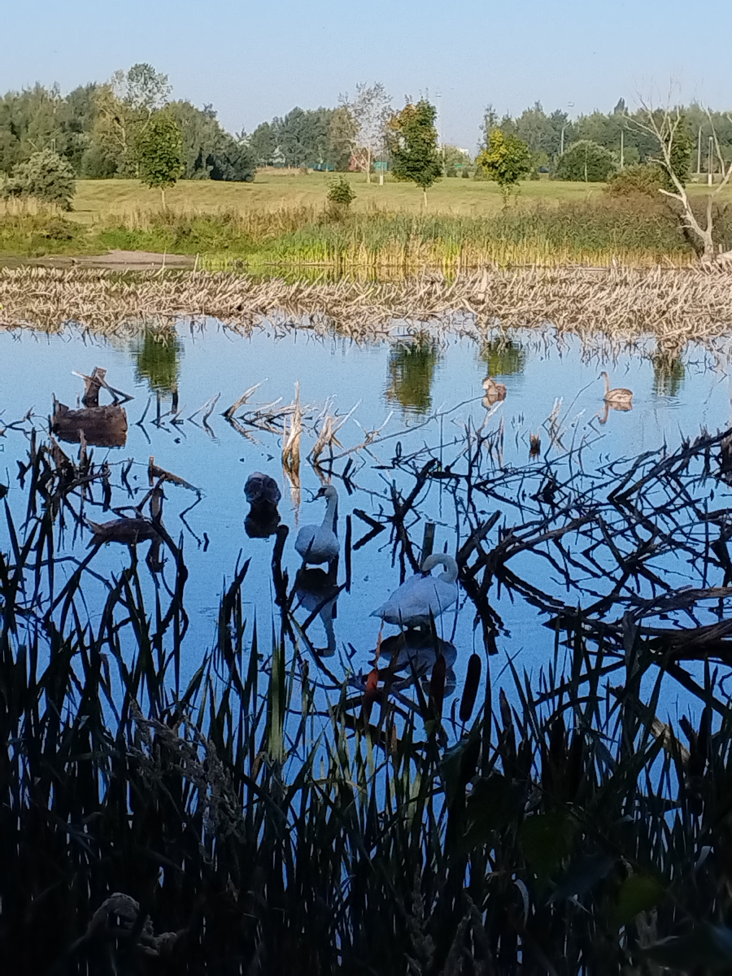 A tranquil body of water reflects a clear blue sky and the lush green trees of a park. The water's surface is dotted with several swans, some swimming gracefully, others standing on the shore. Scattered amidst the reeds and fallen branches are various objects, including what appears to be a weathered wooden structure and a dark, rounded object that could be a rock or a small island. The foreground is dominated by tall reeds, their dark silhouettes creating a sense of depth and mystery. This serene natural scene is located in Minsk, Belarus, likely in a park or recreational area that borders a body of water.