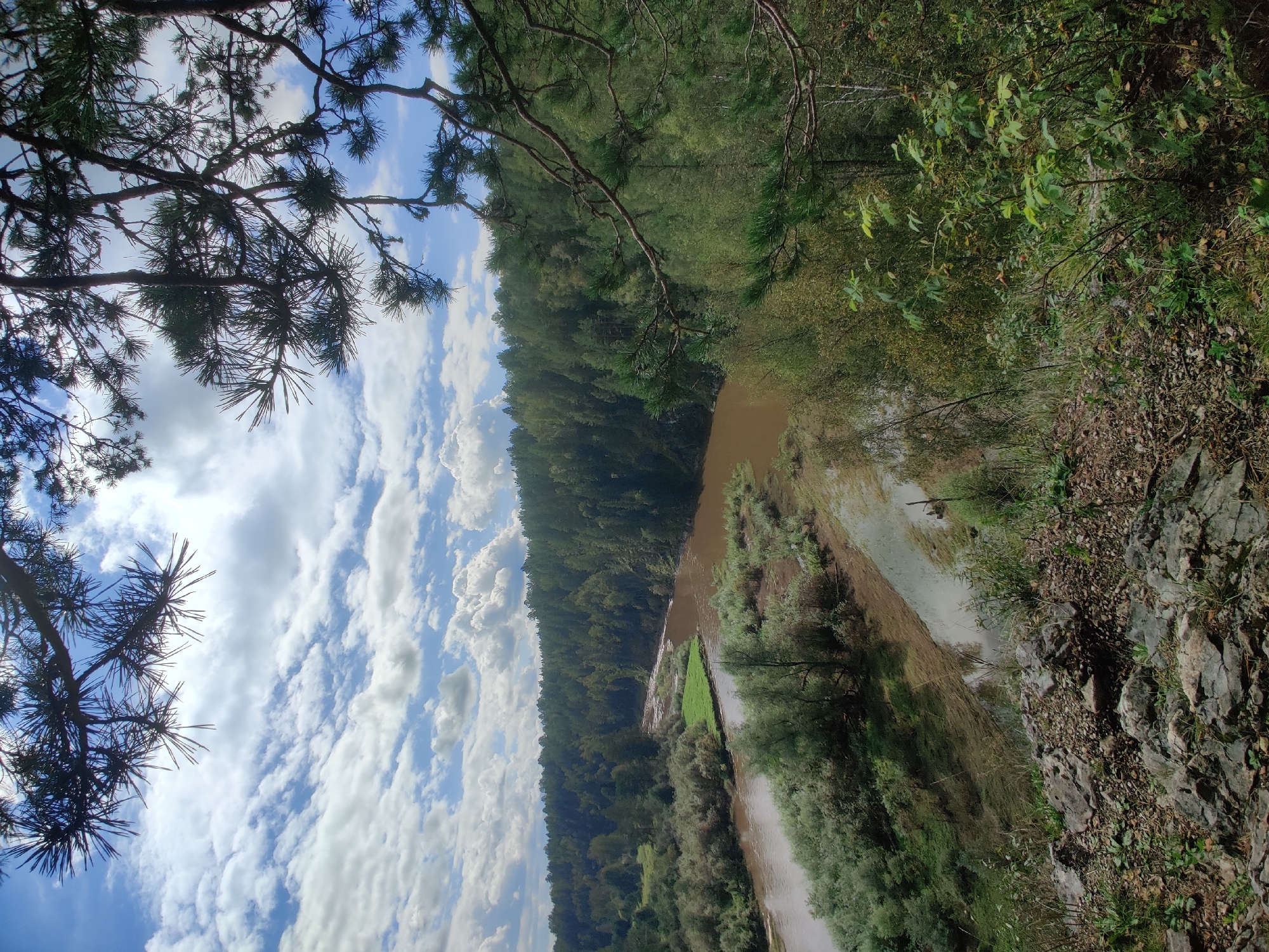 The image depicts a scenic view of a winding brown river flowing through a dense forest. The foreground is a rocky, overgrown slope with sparse vegetation. Pine branches frame the top and right portions of the image, silhouetted against a blue sky with scattered white clouds. The river is flanked by lush green foliage, with some lighter, brush-like vegetation closer to the water. In the distance, the forest extends to the horizon, with varying shades of green indicating different tree types and density. The overall impression is a natural landscape, likely a rural or wilderness area, with no human presence visible. This scene is consistent with the natural surroundings found in or near Bazhukovo, Russia, a region known for its forests and rivers.