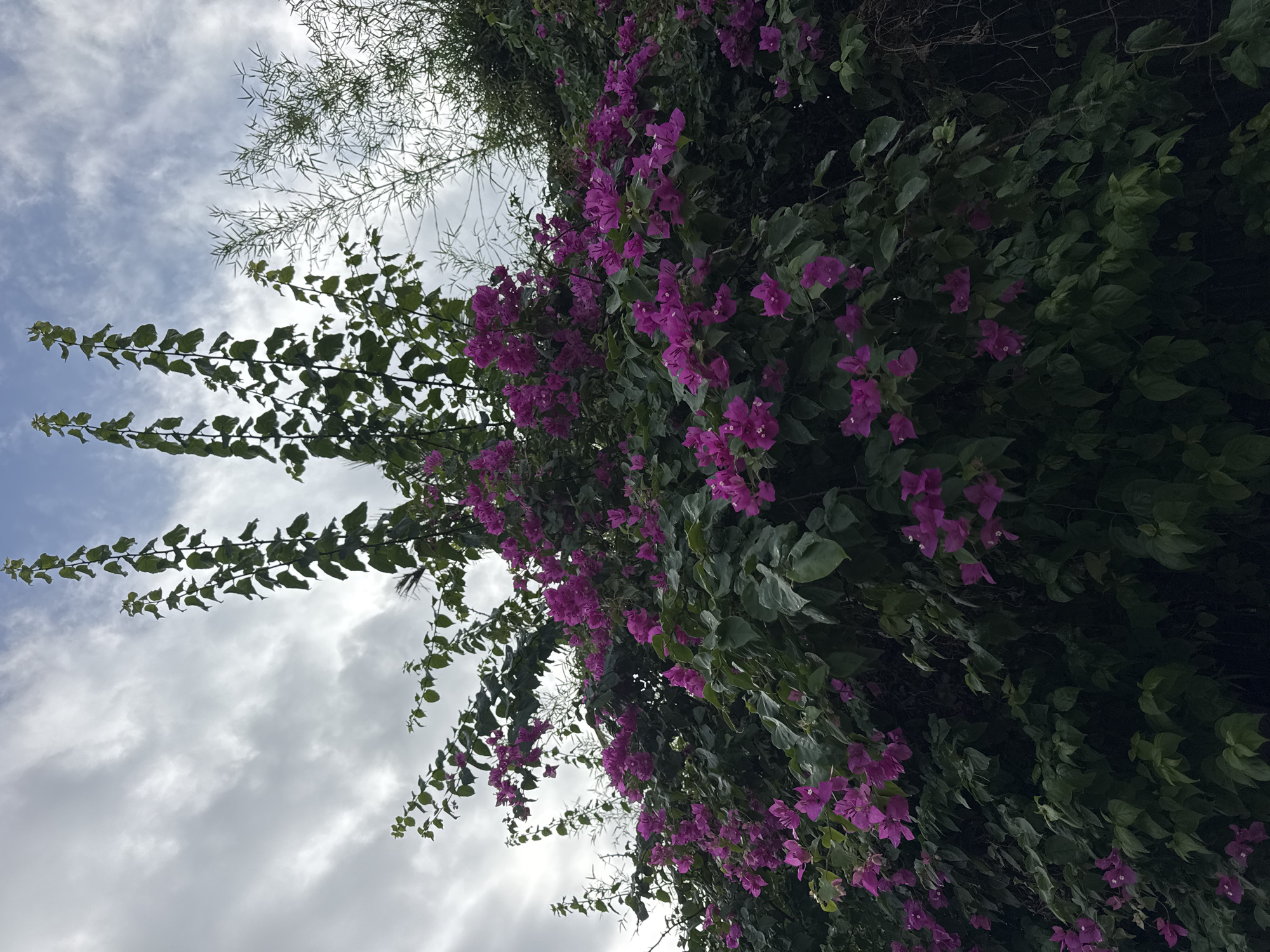 The image, taken from a low angle, captures a flowering bougainvillea plant against a cloudy sky. The vibrant purple bracts of the bougainvillea are prominent, interspersed with green foliage. The sky is visible in the background, displaying a mix of blue and gray clouds. The exact location within Kuta Selatan, Indonesia, cannot be determined from the image alone, as there are no discernible landmarks or contextual clues to pinpoint a specific address or establishment. There are no people visible in the image. The primary subject is the bougainvillea plant and the sky.