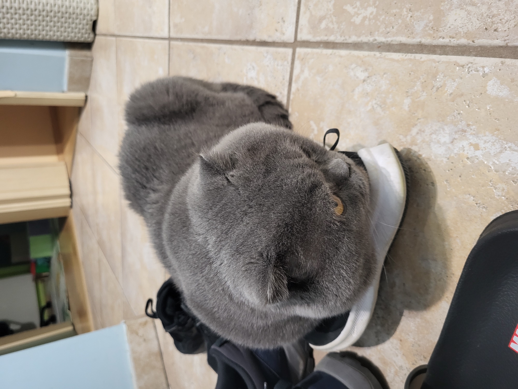 A gray cat is lying on a pair of shoes on a tiled floor. Next to the shoes and cat is a black sandal. Part of a wooden shelf is in the background. The location is unknown.