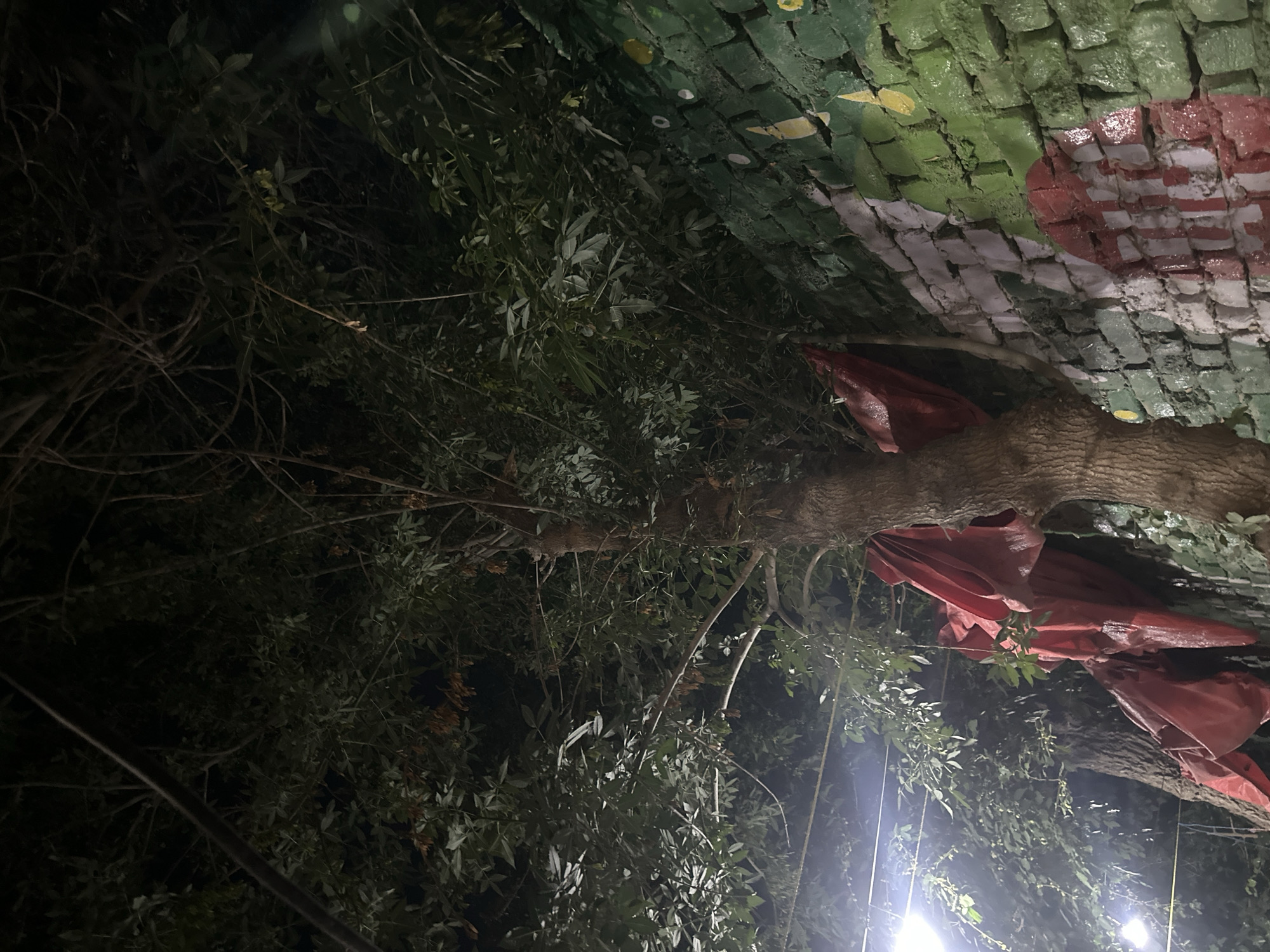 This nighttime image presents a dense outdoor scene centered around a large, robust tree. A thick, textured tree trunk, partially obscured by lush green foliage, dominates the right side of the frame. Draped around parts of the tree trunk are sections of a bright red fabric or tarp, adding a contrasting color to the natural greens and browns.
In the upper portion of the image, a brick wall or structure is visible, distinguished by its vibrant painted design. The bricks are predominantly green, adorned with irregular patterns in white and red, suggesting a mural or decorative architectural feature. The entire scene is dimly lit by several artificial light sources, likely streetlights or overhead lamps, which cast bright glows from the lower section of the image, illuminating some of the dense foliage and branches.
The foreground and left side are filled with numerous dark tree branches and leaves, some appearing wet or glossy from the light's reflection. Thin lines, possibly wires or ropes, can be discerned near the artificial lights. No people are visible, and no specific activity is occurring, rendering the scene quiet and still. The combination of the prominent tree, the distinctive painted brick wall, and the artificial lighting suggests an urban or semi-urban setting, perhaps a park, garden, or a street at night. There is no visible text in the image.