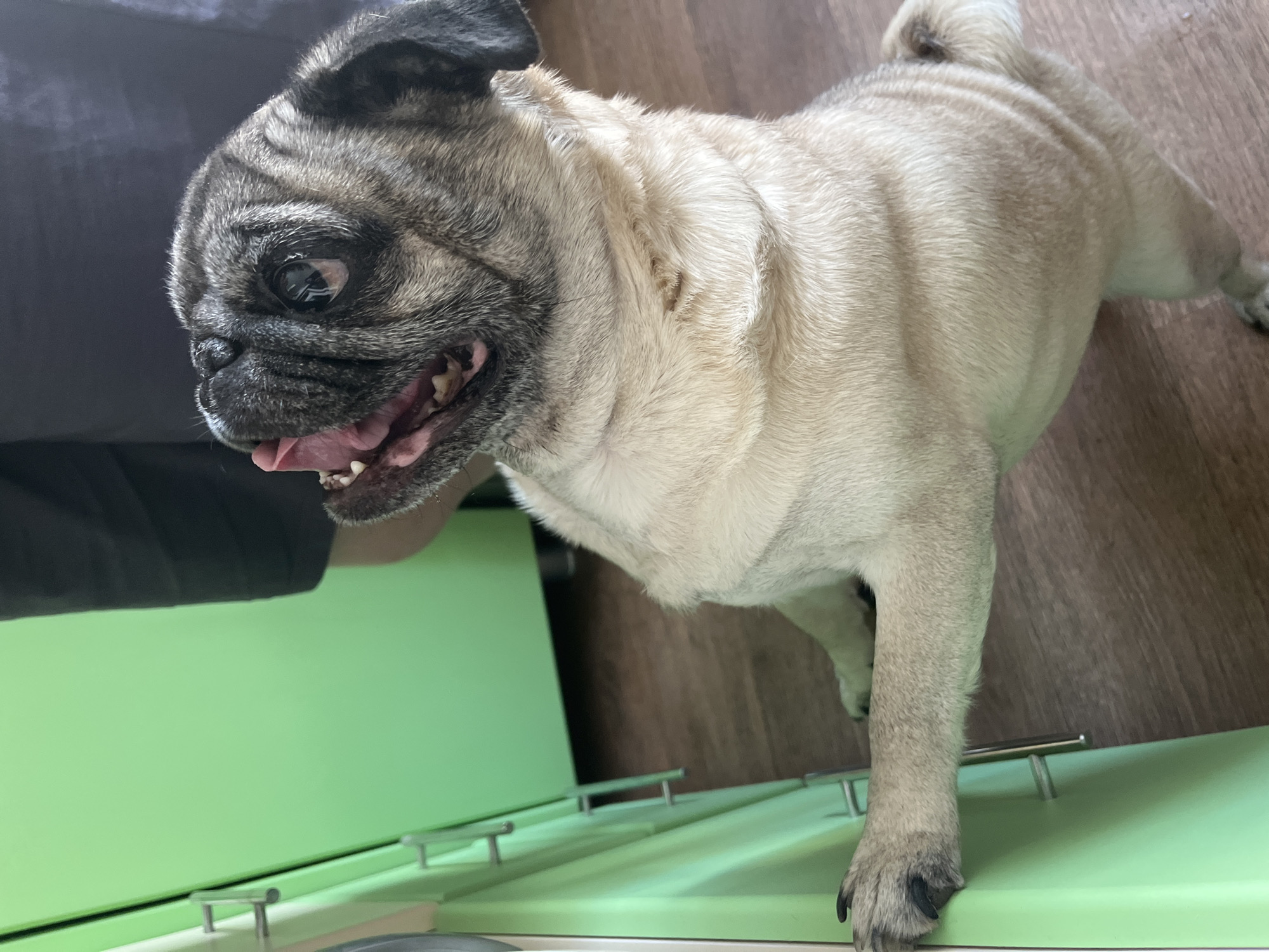 A tan pug stands on a light green, metallic structure indoors on a brown surface. The pug is panting with its tongue visible. The pug's face is dark-colored with wrinkles. A person is visible on the left wearing black clothing. The location is unknown.