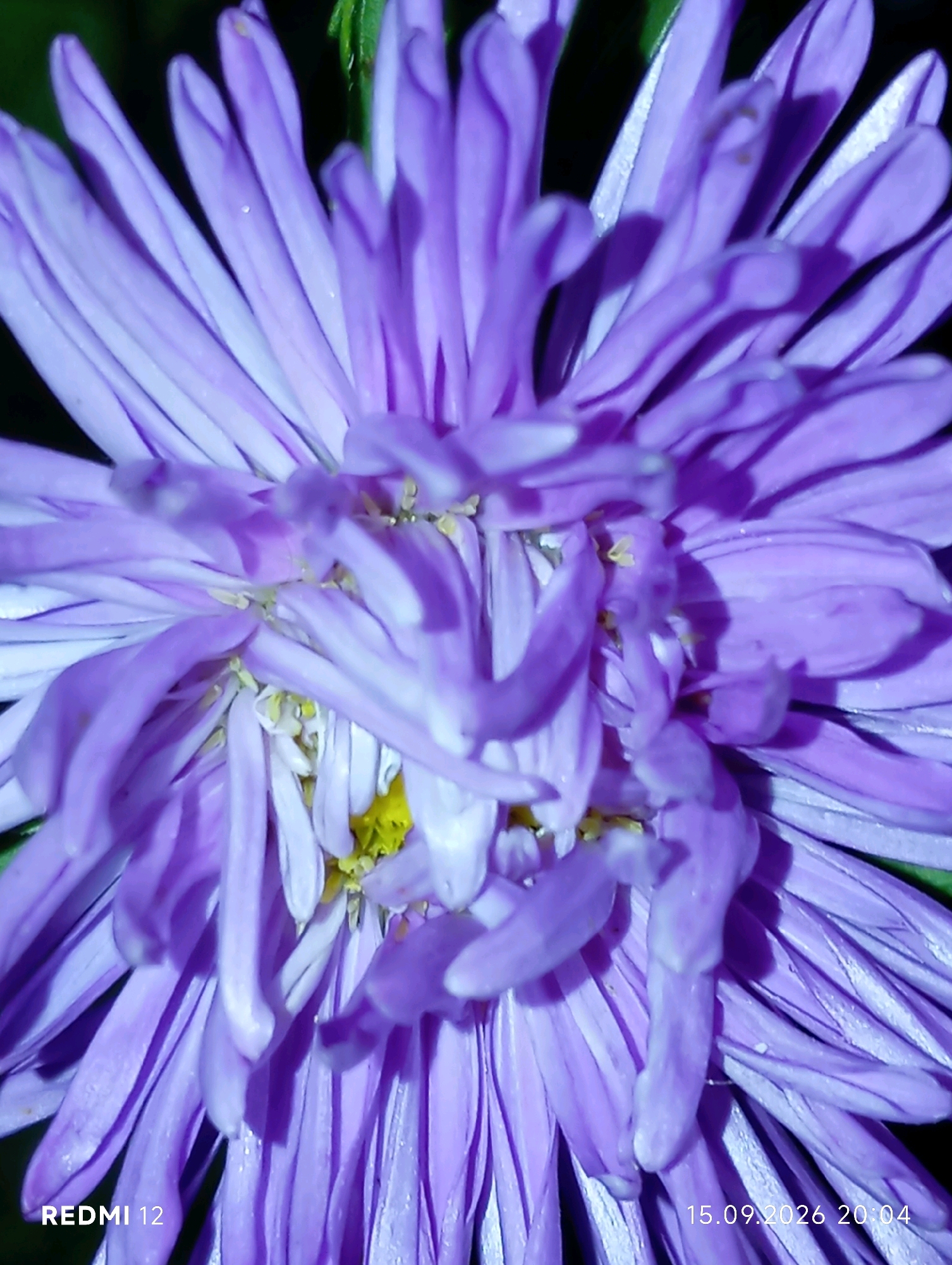 This is a close-up, macro photograph of a purple aster flower. The petals are thin and elongated, with some curling and bending towards the center of the bloom. The lighting creates strong shadows that highlight the texture and layered structure of the petals. The center of the flower appears to have yellow stamens. The background is dark and out of focus, emphasizing the subject. The bottom left corner of the image shows the text "REDMI 12" and the bottom right corner shows "15.09.2026 20:04". There is no discernible information about the location in Smila, Ukraine, within the image itself.