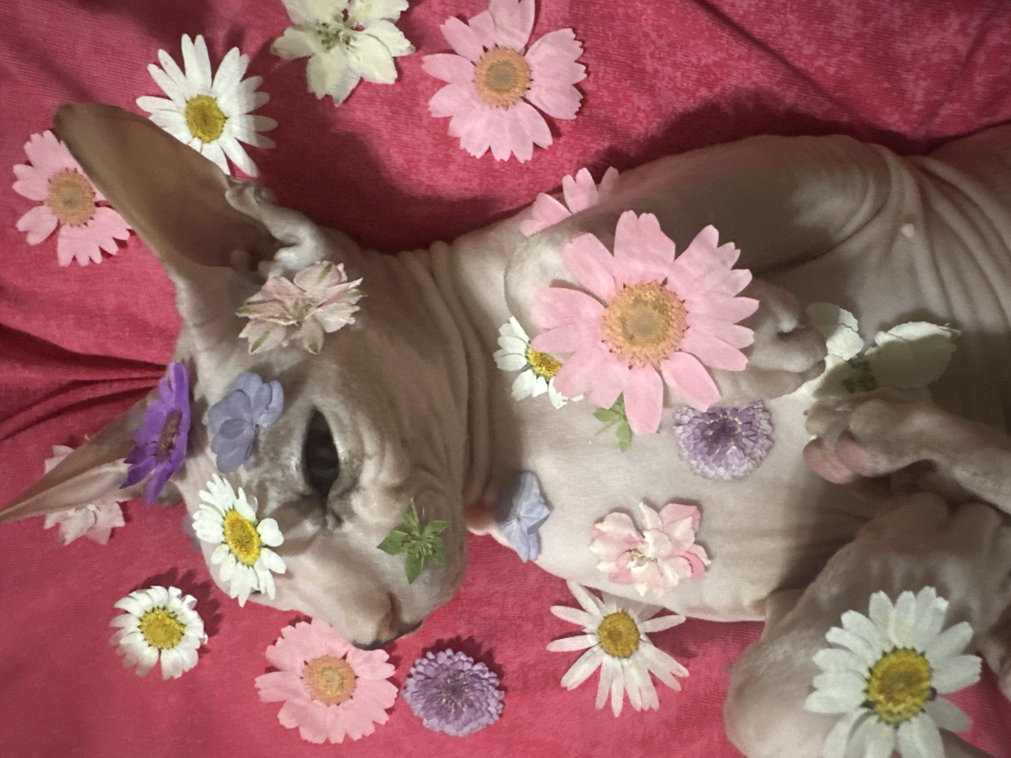 A Sphynx cat is lying on its back, adorned with pressed flowers of various colors and sizes, including white daisies, pink and purple flowers. The cat's skin is light-colored, and its ears are large and prominent. The background is a pink textured fabric. The image appears to be taken indoors. There is no information in the image to suggest a location in Togliatti, Russia.