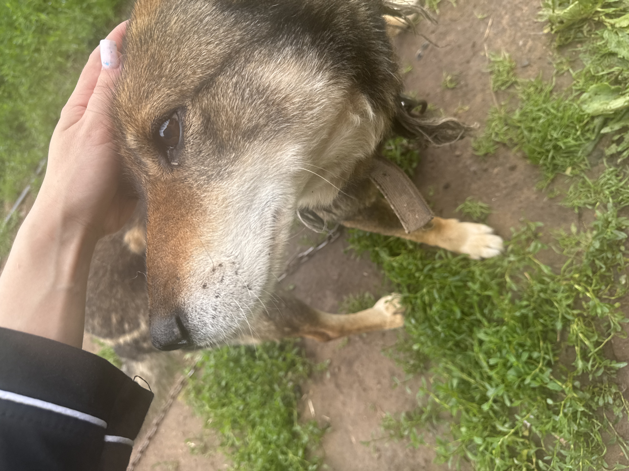 A person's hand with light pink fingernails adorned with a light blue and pink pattern is gently petting a medium-sized dog with brown and black fur. The dog is looking to the left of the frame with its head slightly tilted up. It is wearing a brown collar. The scene appears to be outdoors, with dirt and green grass visible on the ground. A chain is also visible in the background. The image does not provide any specific geographical markers to confirm a location within the city of Pozdyshki, Russia.
