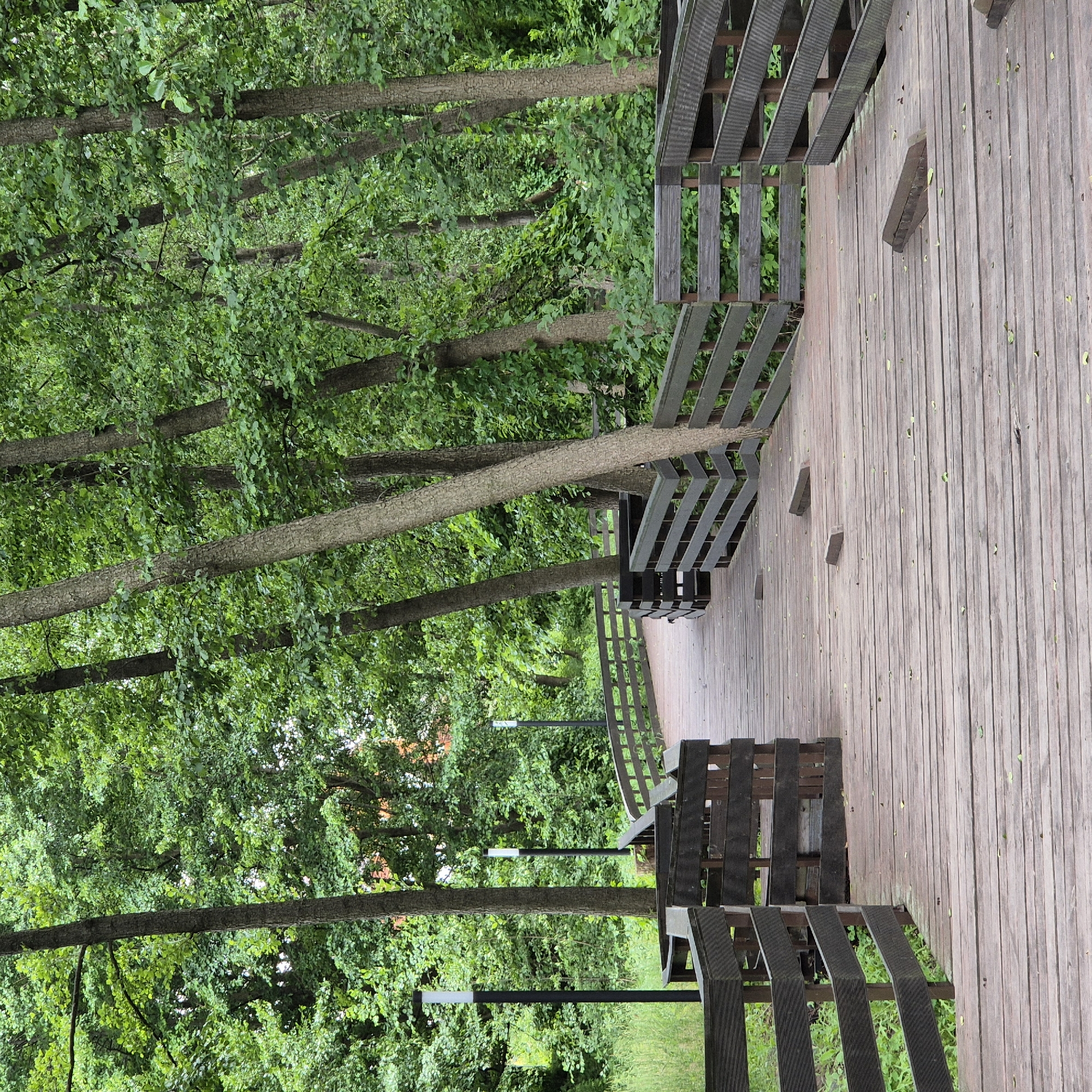 The image depicts a curved wooden boardwalk winding through a dense forest. The boardwalk, made of weathered wooden planks, has dark wooden railings on either side. Several tall, slender trees with rough bark and lush green foliage are interspersed along the path and in the background. In the distance, three modern black lampposts with white caps are visible along the boardwalk. The ground beneath the boardwalk is covered with grass and foliage, and a few fallen leaves are scattered on the wooden planks. The overall scene is one of a natural, serene park environment. The location is identified as a boardwalk in the city of Liski, Russia. There are no people or animals present in the image.