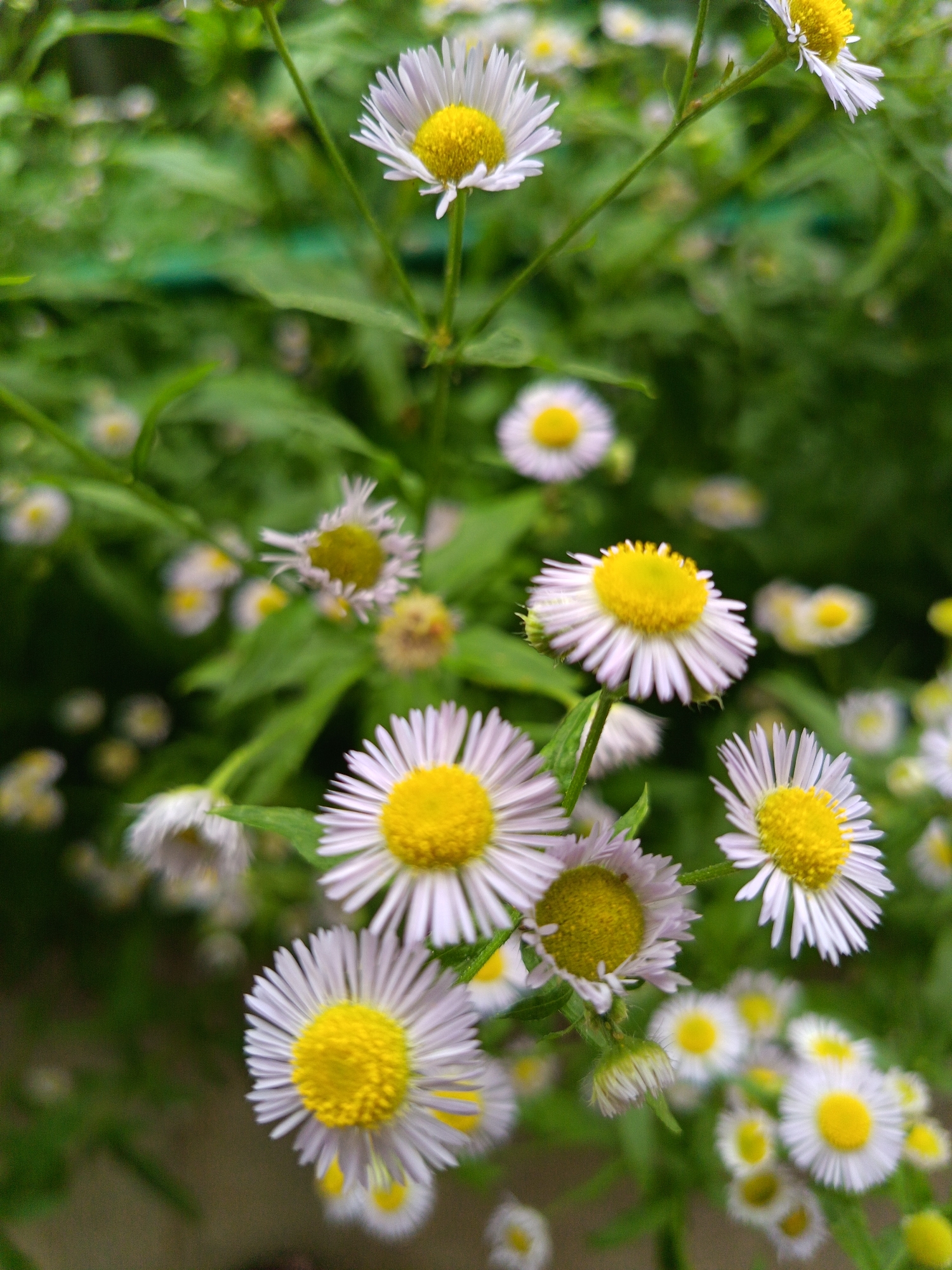 The image depicts a close-up view of several daisy-like flowers with yellow centers and white petals. The flowers are in various stages of bloom, with some fully open and others in bud. The background consists of blurred green foliage, suggesting an outdoor natural setting. The image was taken in the city of Ipatovo, Russia.