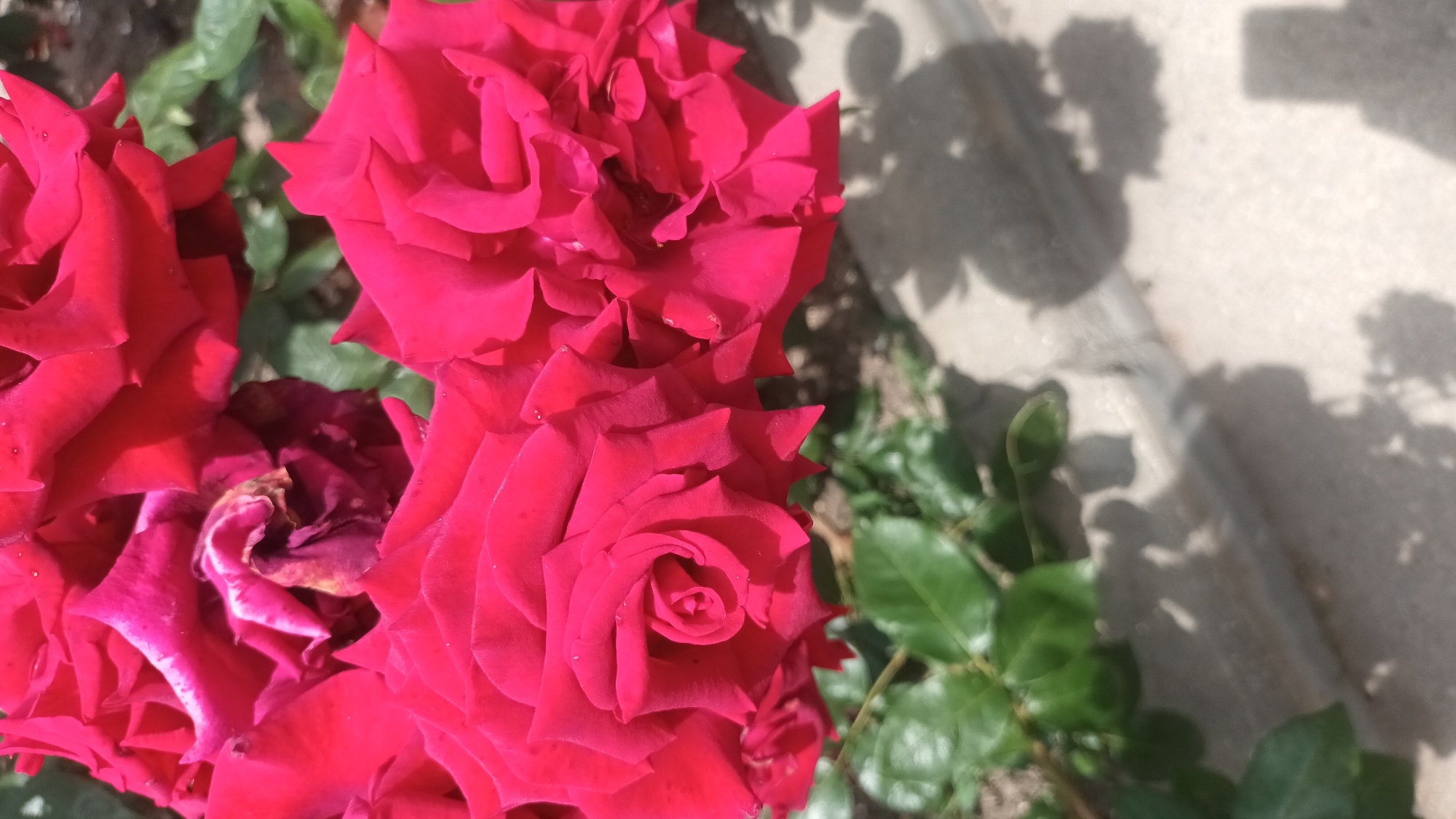 A close-up, vertical shot captures the vibrant crimson petals of three roses, one in sharp focus and two others slightly blurred, filling the frame. The central rose, positioned towards the bottom left, exhibits a tightly coiled spiral at its heart, typical of a developing bloom. Its petals are a deep, rich red with delicate water droplets glistening on their surface, hinting at recent rain or dew. To its right, another rose, also in focus, displays a more open formation, its velvety petals unfurling outwards. Behind these, a third rose, mostly out of focus, shows hints of darker crimson and a slightly withered center, suggesting it is past its prime. Green leaves and stems are visible in the lower portion of the image, peeking out from behind the roses and providing a contrast to the bold red. The background consists of a light-colored, textured surface, possibly concrete or stone, with dappled shadows cast by the roses and foliage, indicating an outdoor setting under sunlight. The overall impression is one of natural beauty and floral abundance.