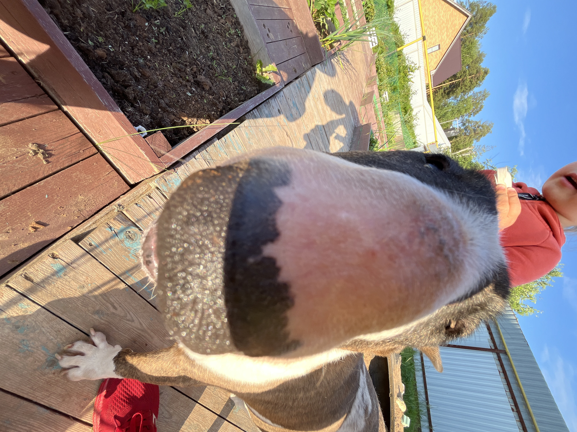 An extreme close-up, fisheye lens shot captures the head of a bull terrier dog in a backyard garden. The dog's nose, wet and speckled, fills the majority of the frame, with its mouth slightly open. A person, wearing a red hooded sweatshirt, is partially visible at the top of the image, holding what appears to be a white object. The background includes wooden garden beds with green plants, a wooden fence, a house with a brick facade, and tall evergreen trees, under a bright blue sky with scattered clouds. The setting is consistent with a residential backyard in Chaikovsky, Russia. The perspective suggests the dog is very close to the camera, possibly being held by the person. Sunlight casts distinct shadows across the wooden decking.