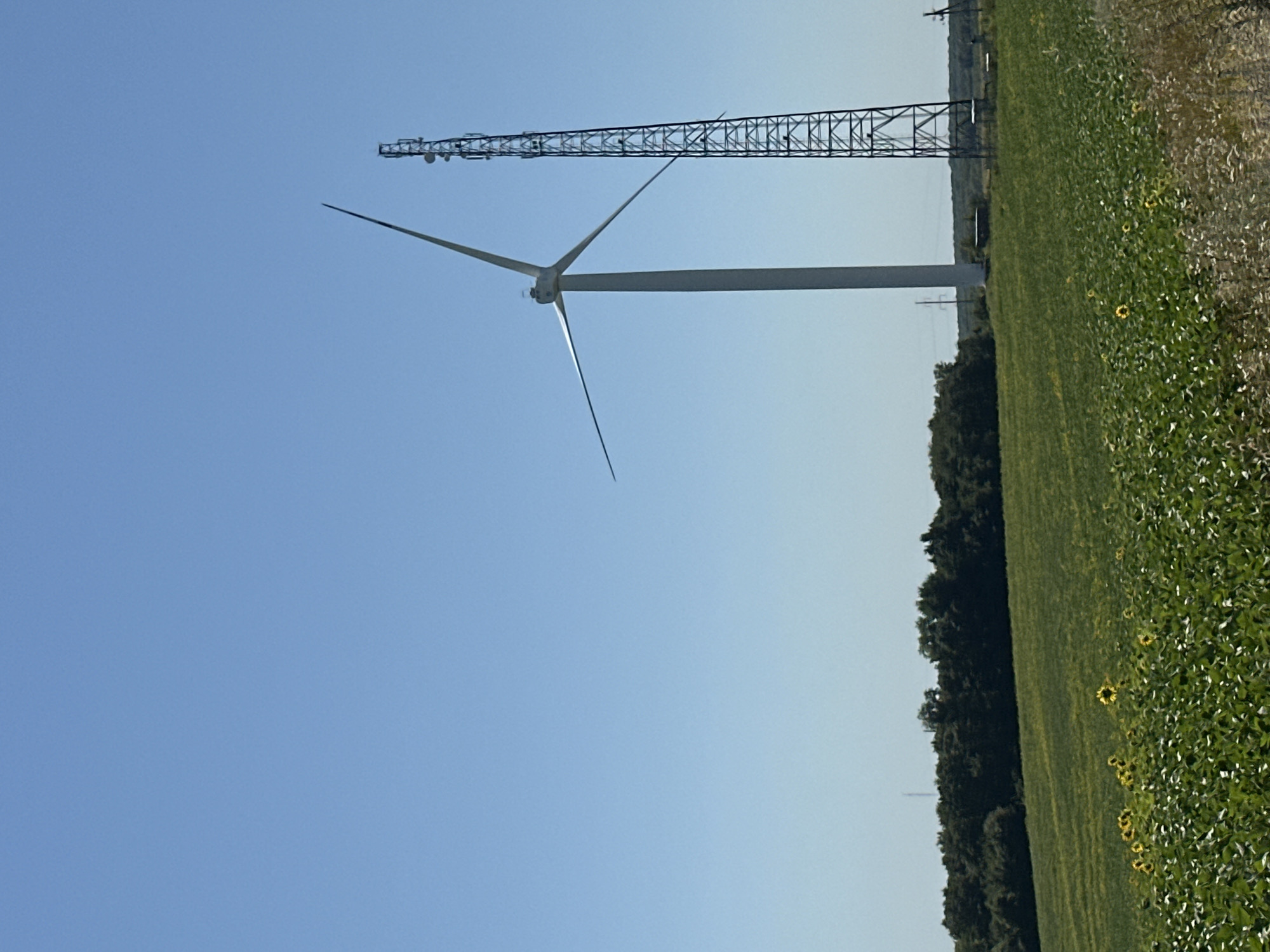 This image depicts a rural landscape under a clear blue sky. In the foreground, a field of green crops, possibly sunflowers, stretches across the frame, with a few distinct yellow sunflowers visible. Behind this field, a darker green, treed area forms a treeline across the horizon. Dominating the middle ground are two tall structures: a white wind turbine with three blades and a lattice-style communication tower with multiple antennas. In the distance, more treelines and what appear to be power lines are faintly visible. The scene is consistent with an open, agricultural area.
