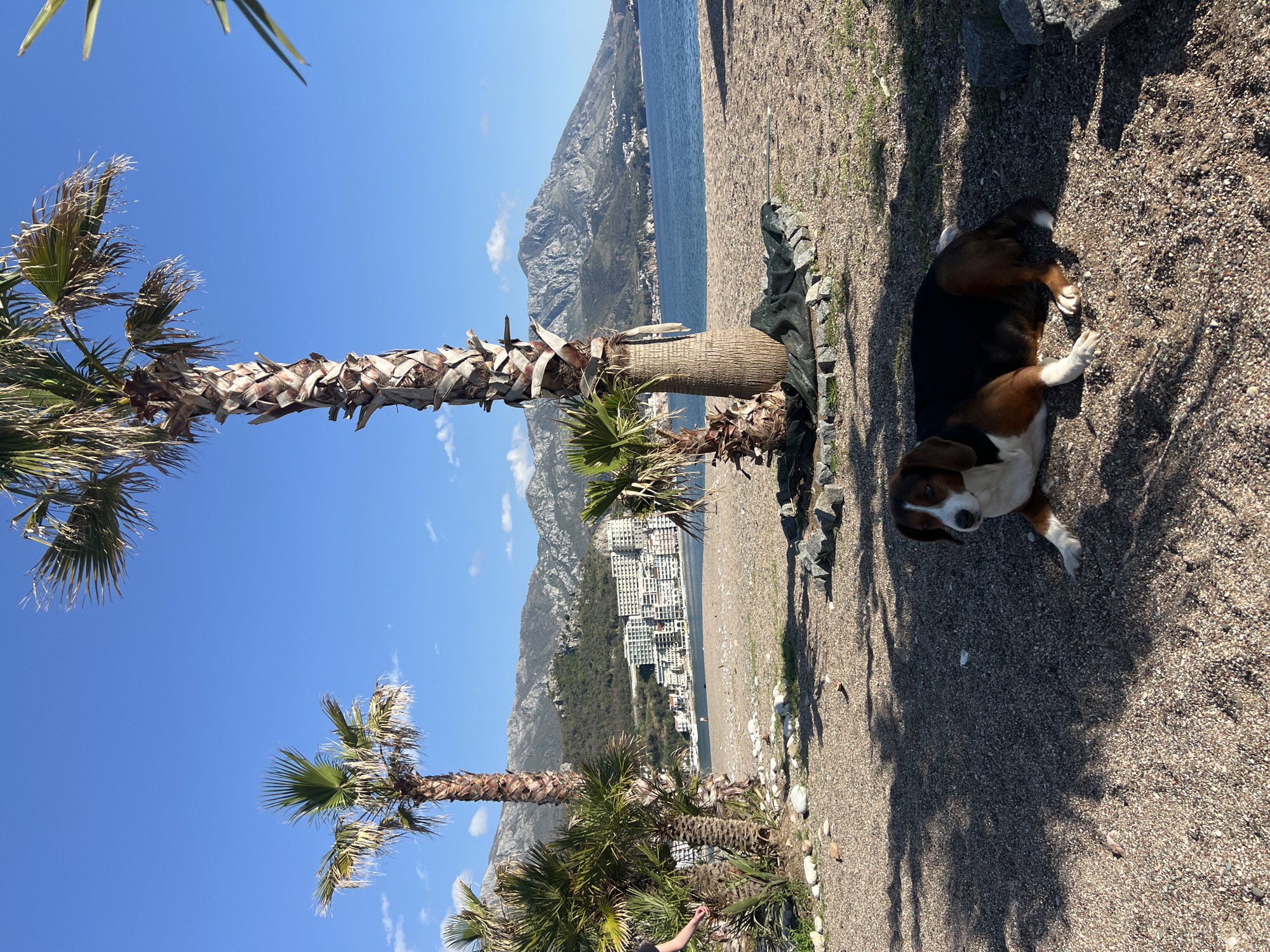 The image is an outdoor shot in the coastal city of Boreti, Montenegro, featuring a clear blue sky, the Adriatic Sea, and mountainous terrain in the background. A dog with brown, black, and white fur is resting on a beach composed of small pebbles and sand. Palm trees are visible in the foreground, and buildings can be seen nestled against the mountainside across the water. The image is oriented in a portrait format, though it is sideways.