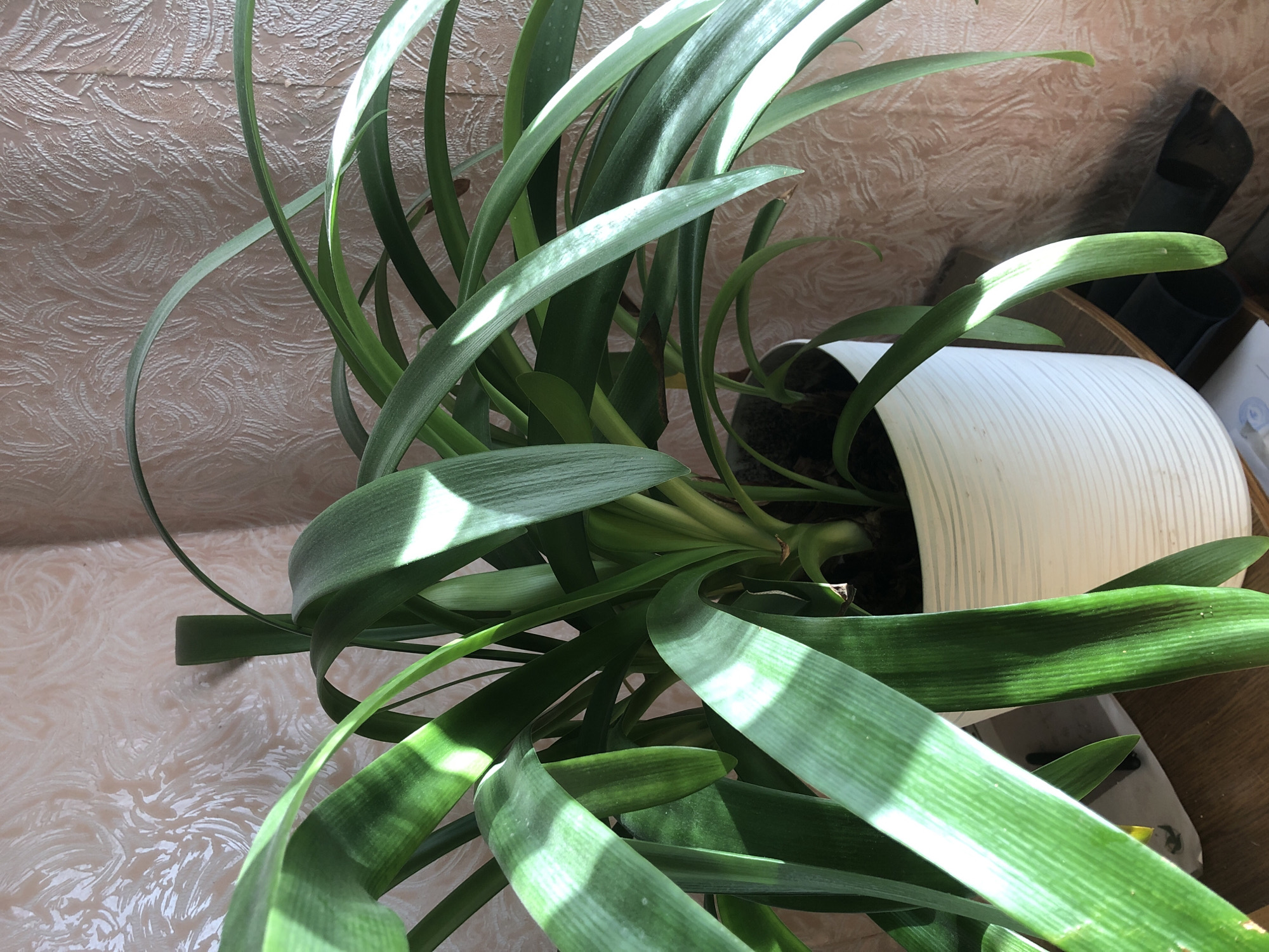 A close-up shot shows a potted plant with long, broad, green leaves that arch outwards. The plant is in a white, textured pot. Sunlight streams in from the right, casting distinct shadows and highlights on the leaves and the textured, pale pink wallpaper in the background. The scene is indoors, on a wooden surface. The location is a residential interior in Radomyshl, Ukraine.