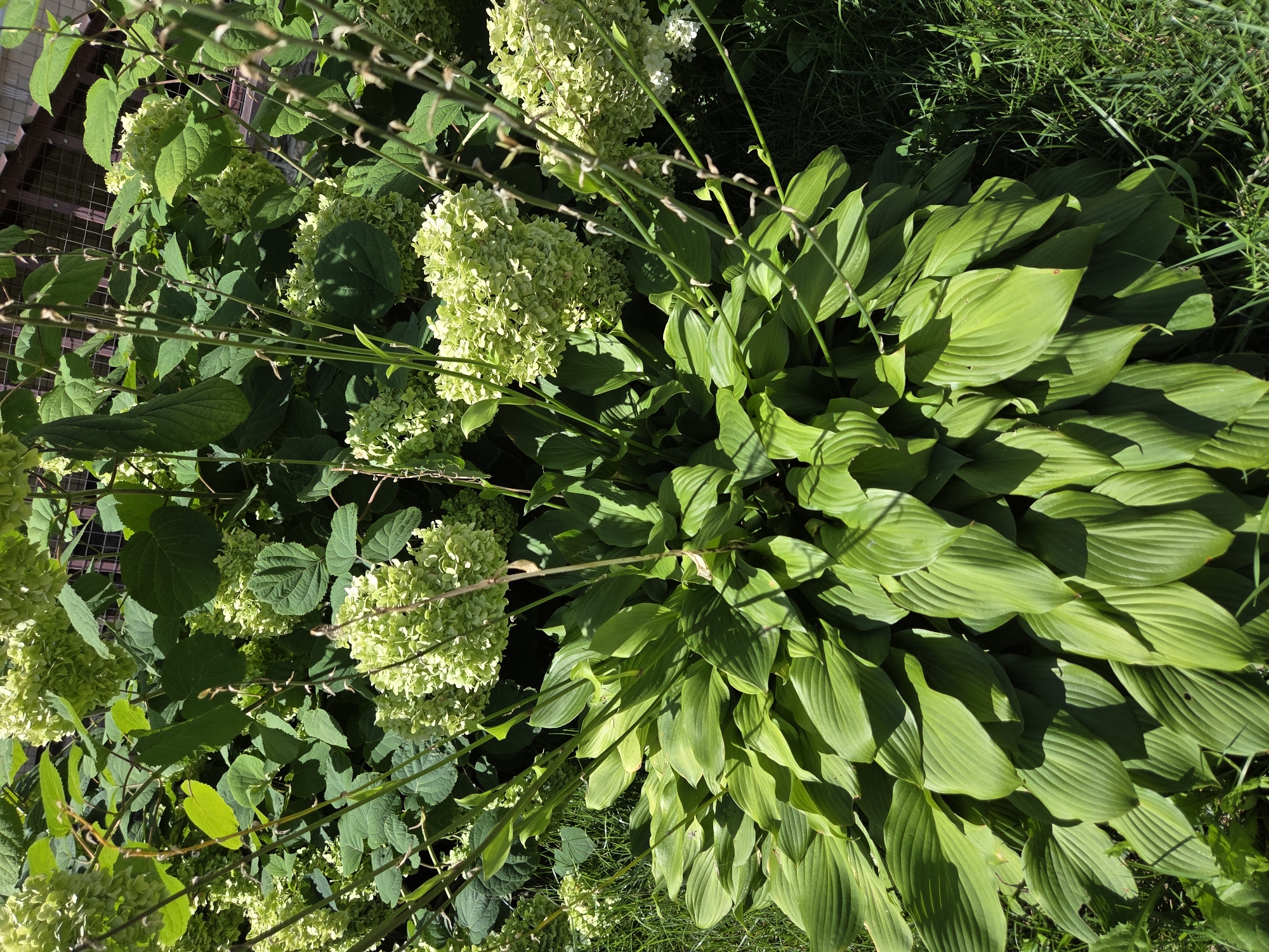 The image shows a sun-drenched garden with lush green foliage. In the foreground, a large hosta plant with broad, ribbed leaves dominates the lower half of the frame. Behind it, a hydrangea bush with clusters of pale green flowers is visible. The background features more greenery and a glimpse of a fence and what appears to be the roof of a building. The overall impression is one of a peaceful, verdant outdoor setting, likely a residential garden. The location is Ulyanovsk, Russia.