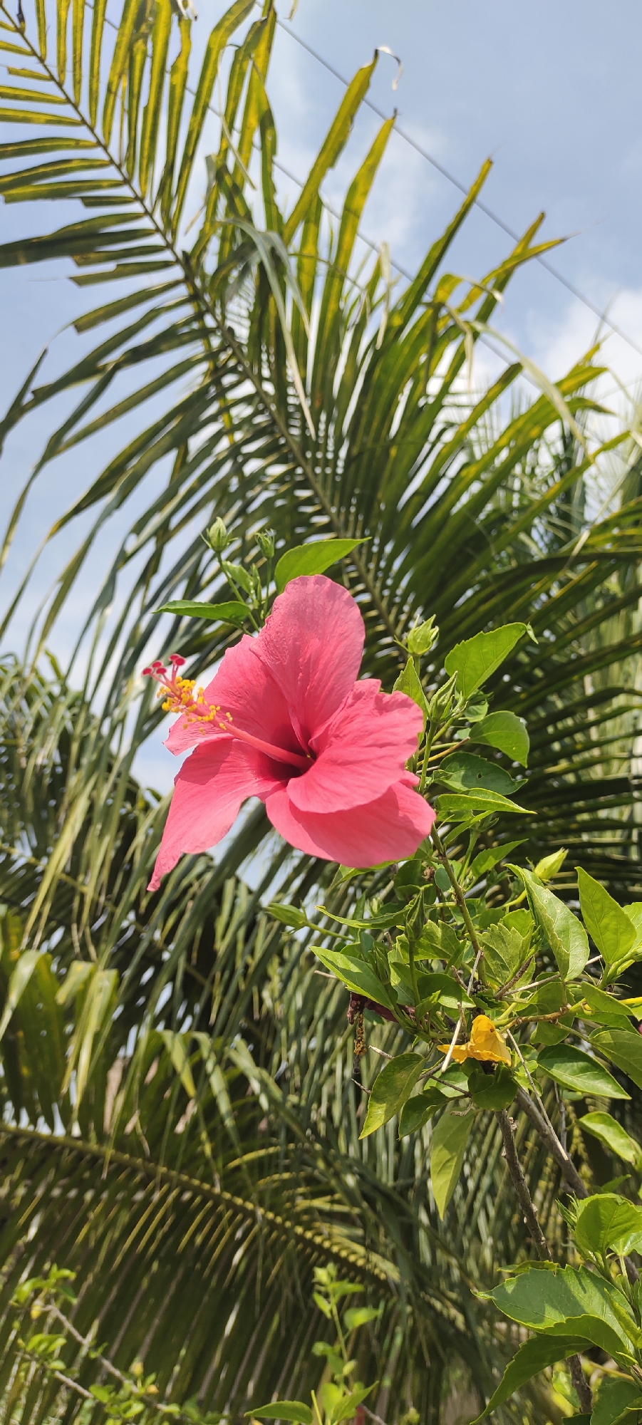 A vibrant pink hibiscus flower, with its stamen protruding and tipped with yellow pollen, is in sharp focus against a backdrop of lush green foliage and a bright blue sky. The hibiscus is situated on the right side of the frame, with several unopened buds and green leaves surrounding it. In the background, out of focus, are the fronds of a palm tree, their elongated leaves creating a textured pattern. A thin electrical wire stretches across the upper portion of the sky. The image appears to be taken outdoors, likely in a tropical or subtropical environment, such as Kilometer Delapan, Indonesia, given the presence of tropical vegetation. No people are present in the image.