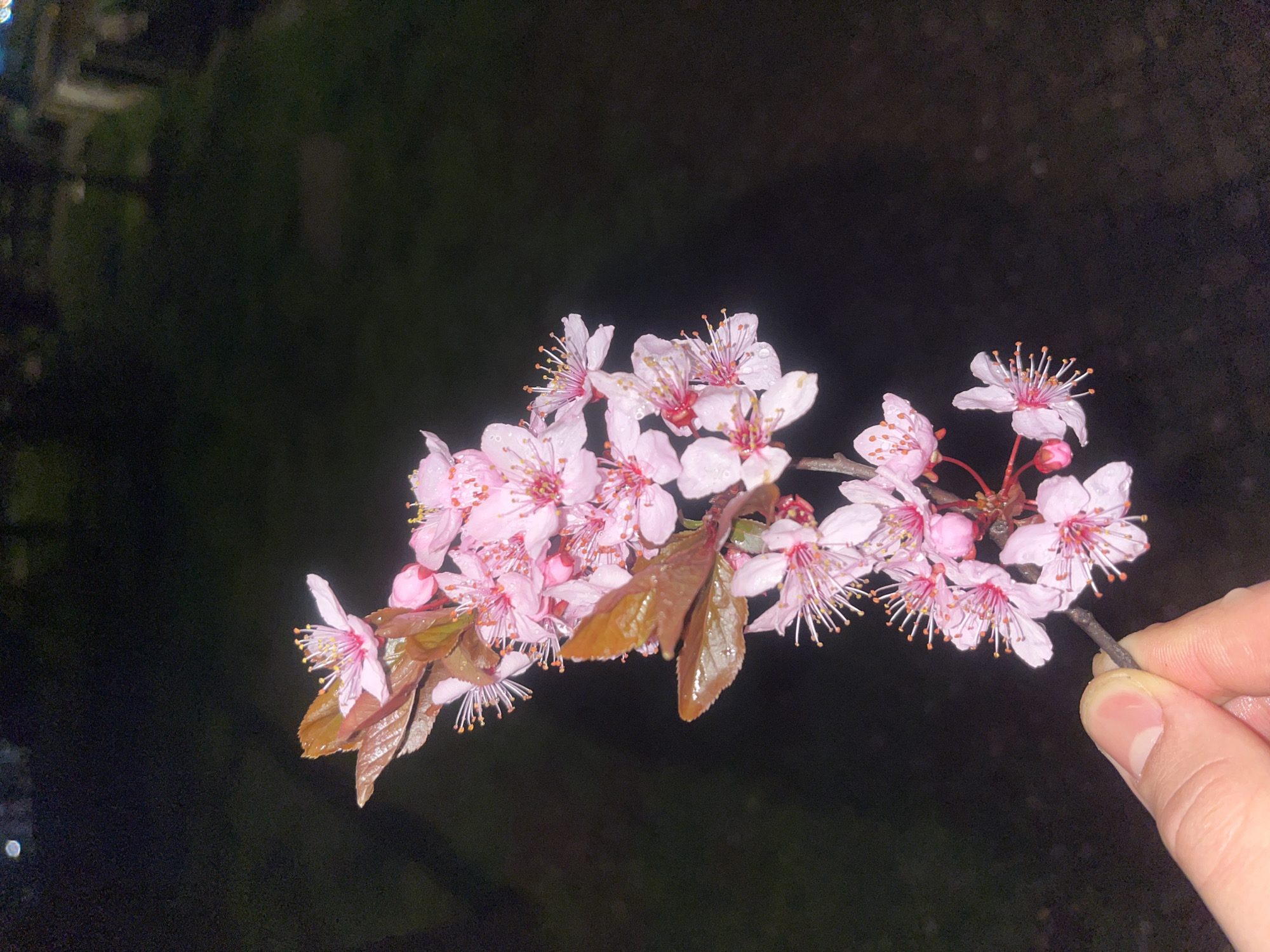 A close-up photograph shows a hand holding a branch of a flowering tree against a dark background. The flowers are pink and white with prominent stamens. Some of the leaves are brown. The dark background suggests the photo was taken at night or in a very low-light environment. The image lacks specific details to confirm the location is Sofia, Bulgaria.