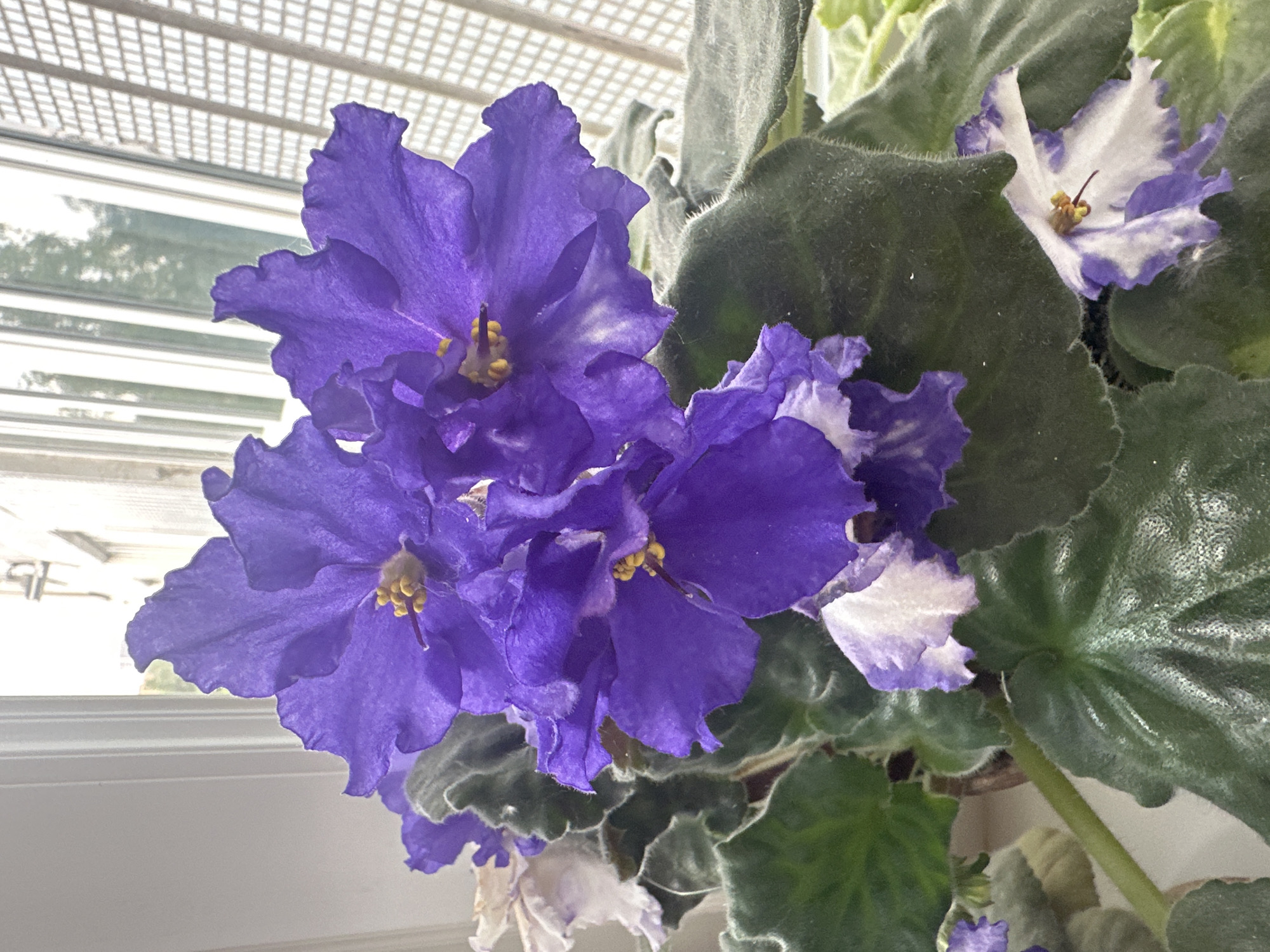 A close-up, eye-level, indoor shot showcases a cluster of vibrantly colored purple and white African violets. The flowers are the primary focus, with their velvety petals and yellow stamens clearly visible. The leaves of the plants are a deep green, with a fuzzy texture. The background is softly blurred, revealing a window with light filtering through, and a lattice-like blind. Hints of the environment outside the window suggest an urban setting, possibly with trees visible. The scene appears to be set on a windowsill, an ideal location for these flowering plants. There are no people or animals present in the image. The overall impression is one of natural beauty and domestic tranquility, a small vibrant oasis within a room.