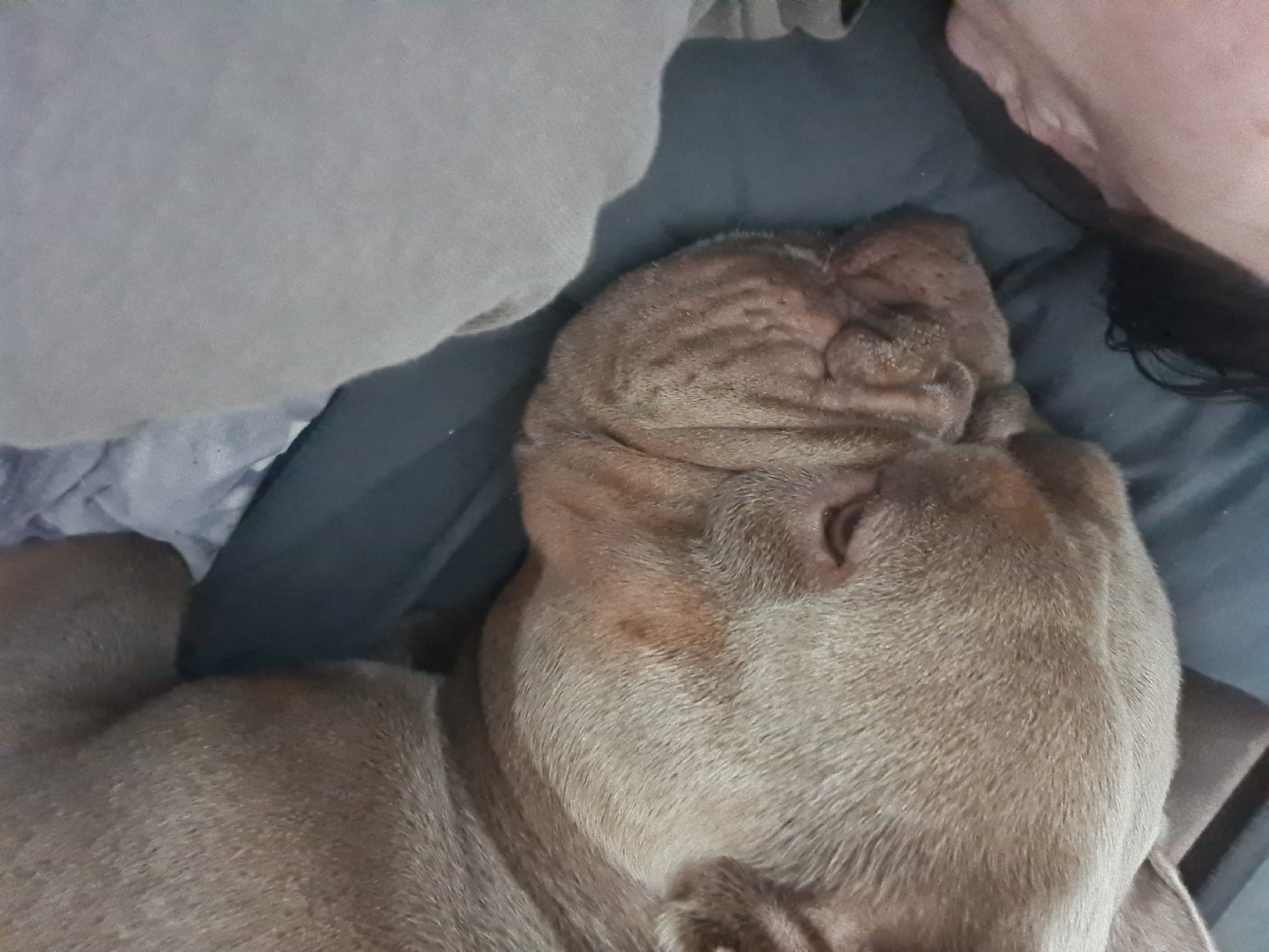 This is a close-up, overhead shot of a dog sleeping on a bed. The dog is a light brown color with visible wrinkles on its face. It is lying on its side, with its head tucked into its body. A person's arm and hair are visible on the right side of the image, suggesting they are lying next to the dog. The setting appears to be a bedroom, with a grey blanket or comforter visible behind the dog. The lighting is dim, indicating it might be nighttime or a dark room. The overall mood is peaceful and relaxed, with the dog appearing to be in a deep sleep. There is no visible text in the image.