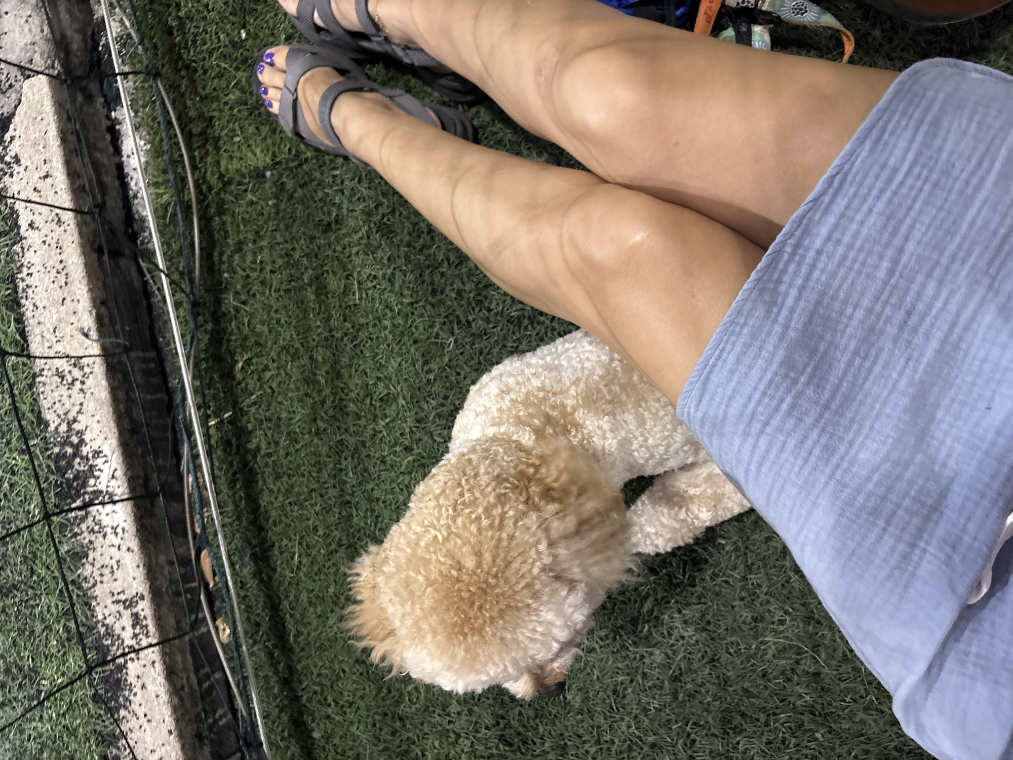 Image shows a woman sitting on artificial grass with a beige poodle lying next to her legs. The woman wears grey sandals, has painted toenails, and has a blue garment draped on her lap. A fence is along the left edge of the image. The location is Bắc Nha Trang, Vietnam.