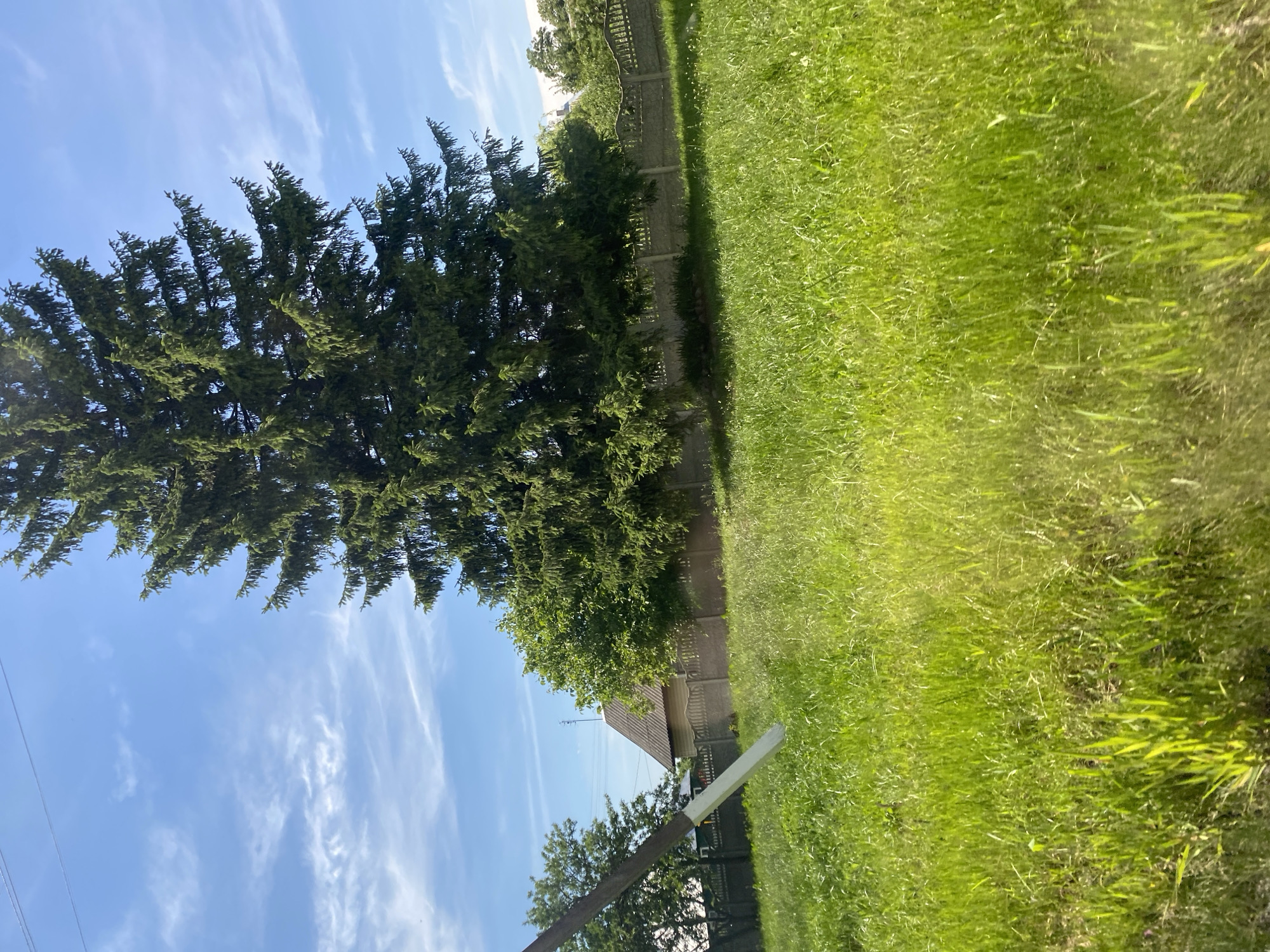This is a vertical, eye-level, medium-shot photograph of a rural landscape under a bright, partly cloudy sky. The foreground is dominated by a field of lush, green grass, with some areas appearing taller and more wispy than others. In the middle ground, a tall evergreen tree with dense foliage stands prominently. Behind the tree, a concrete fence with a decorative top runs horizontally across the image, separating the grassy area from a residential property. A house with a dark, sloped roof is visible behind the fence, along with other greenery and trees. A utility pole with wires is positioned in the left side of the frame, leaning slightly into the image, with a diagonal support. The scene appears to be in the village of Lyashchitsy, located in the Lyshchitsy rural council, Grodno District, Grodno Region, Belarus, based on the provided location context.