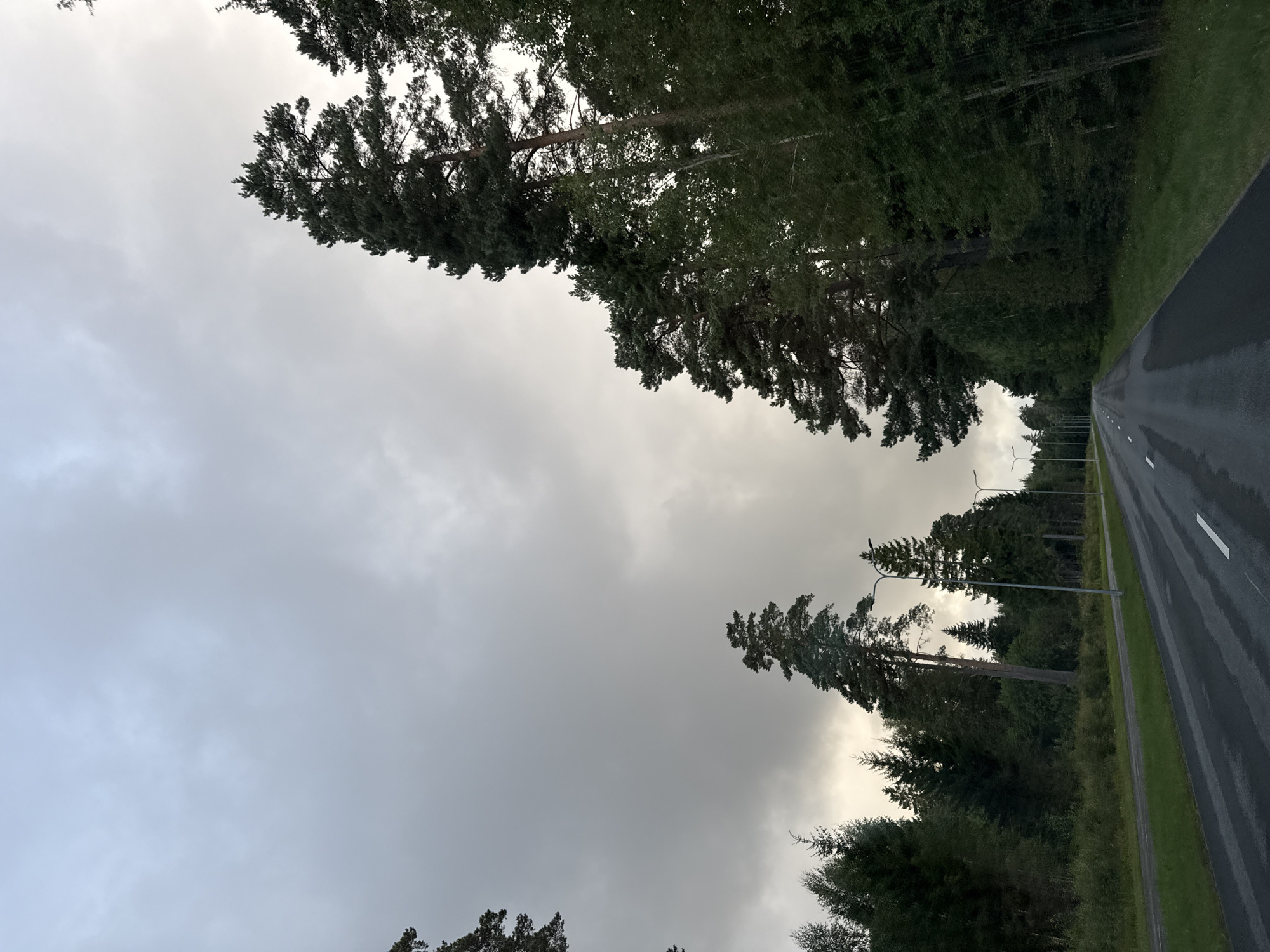 A low-angle, full shot captures a wet, gray asphalt road in Kangru alevik, Estonia. The road, marked with white lines, curves gently to the right and is bordered by lush green grass on the left. On the right side of the road, a dense forest of tall pine trees, some with reddish-brown bark, dominates the scene, their dark green foliage creating a stark contrast against the overcast sky. A few streetlights are visible along the right side of the road. The sky is filled with heavy, gray clouds, suggesting an overcast or possibly rainy day. The overall atmosphere is somber and natural, with no people or animals present.